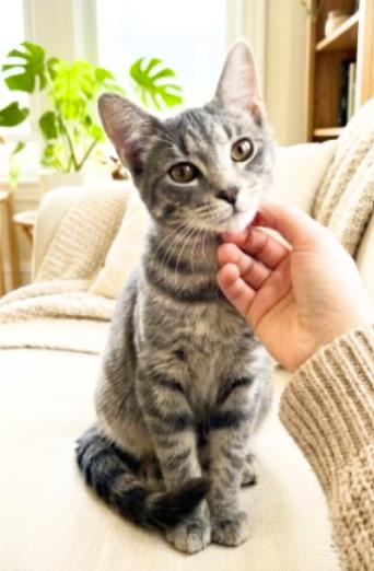 Simon, Adoptable, Young Male American Shorthair.