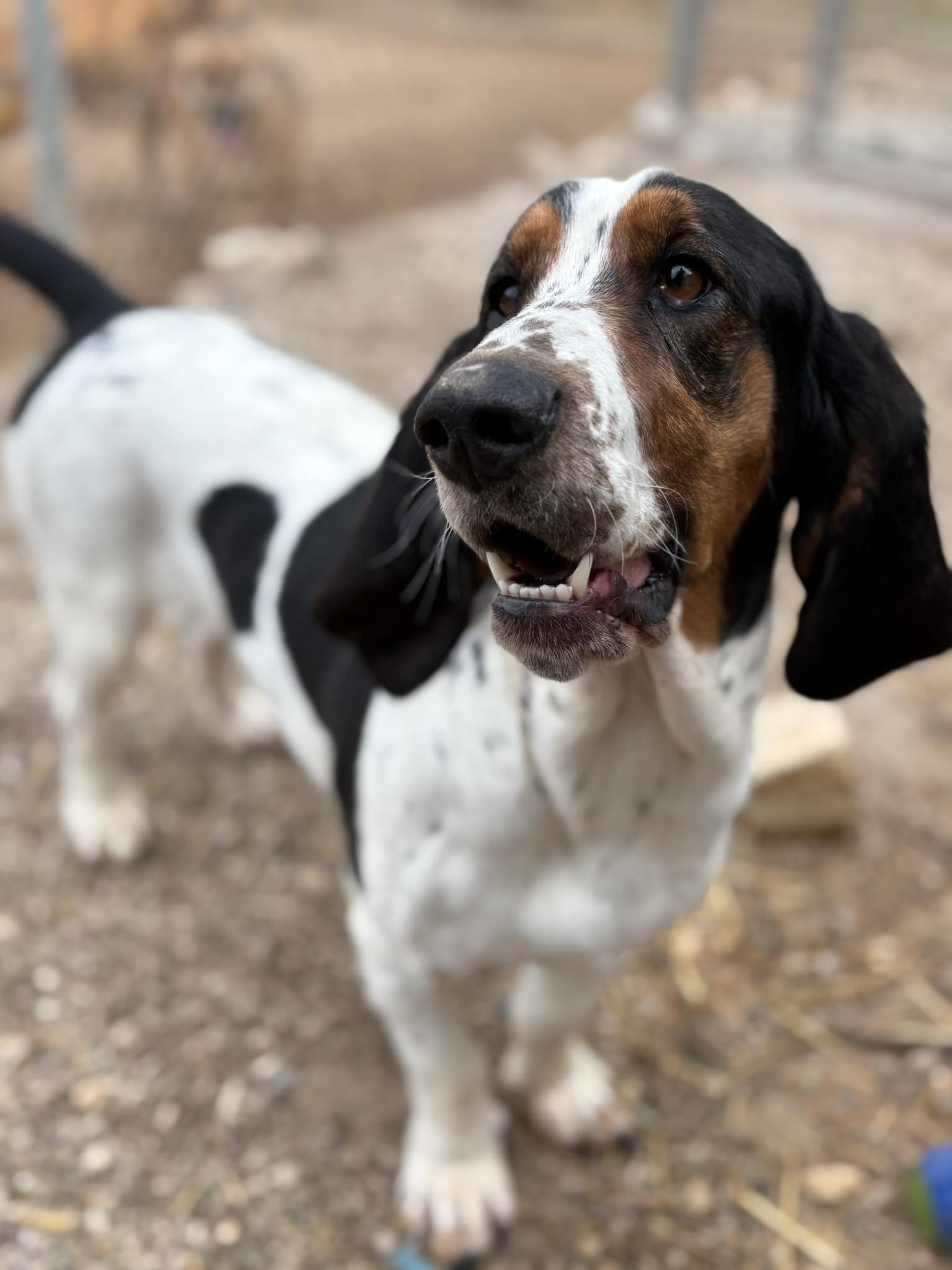 Enlarge Gloria, an adopted mixed breed in Munfordville, KY image 1/1