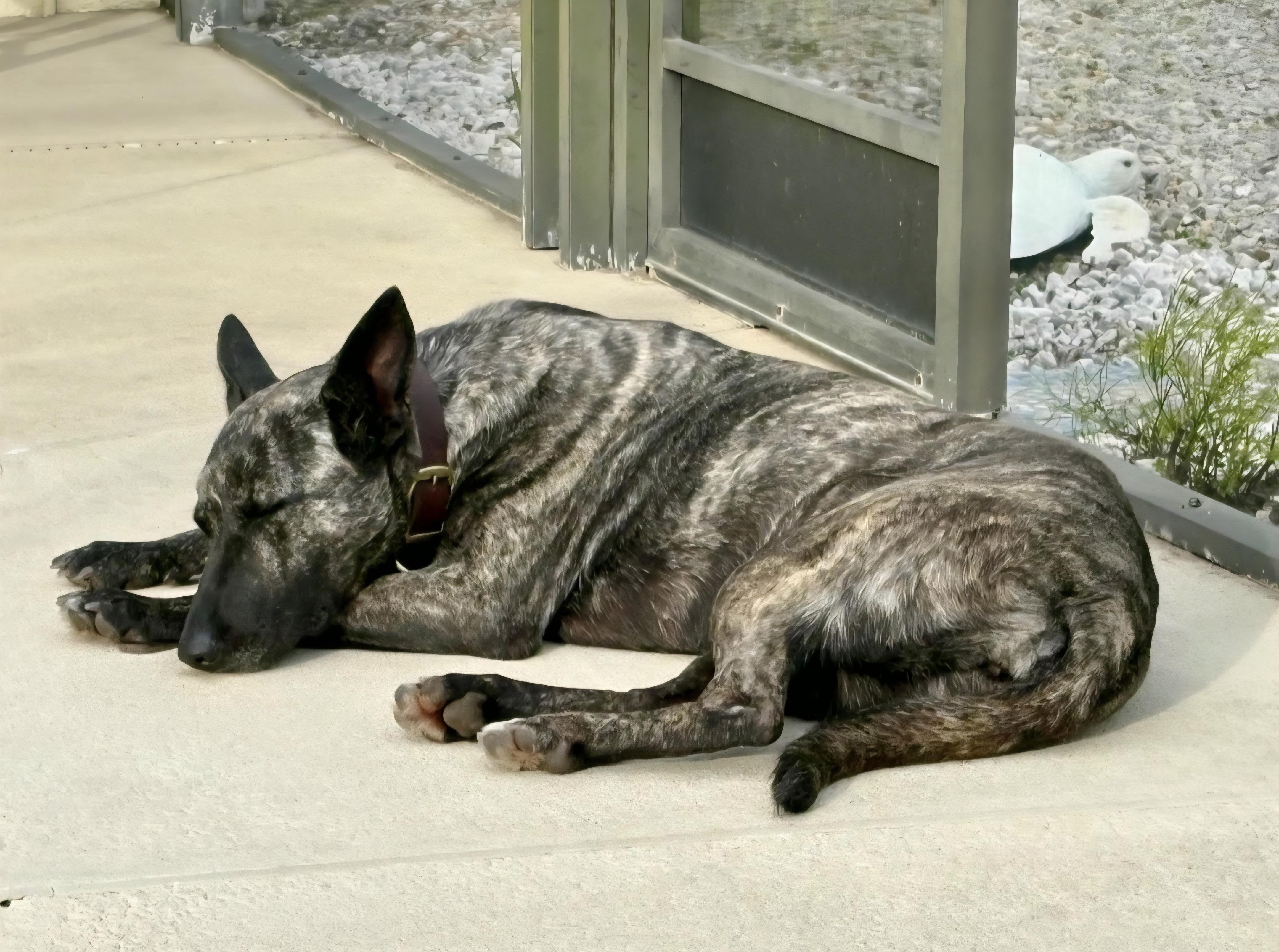 Enlarge *Courtesy Listing*, a ADOPTABLE mixed breed in Oviedo, FL image 2/2