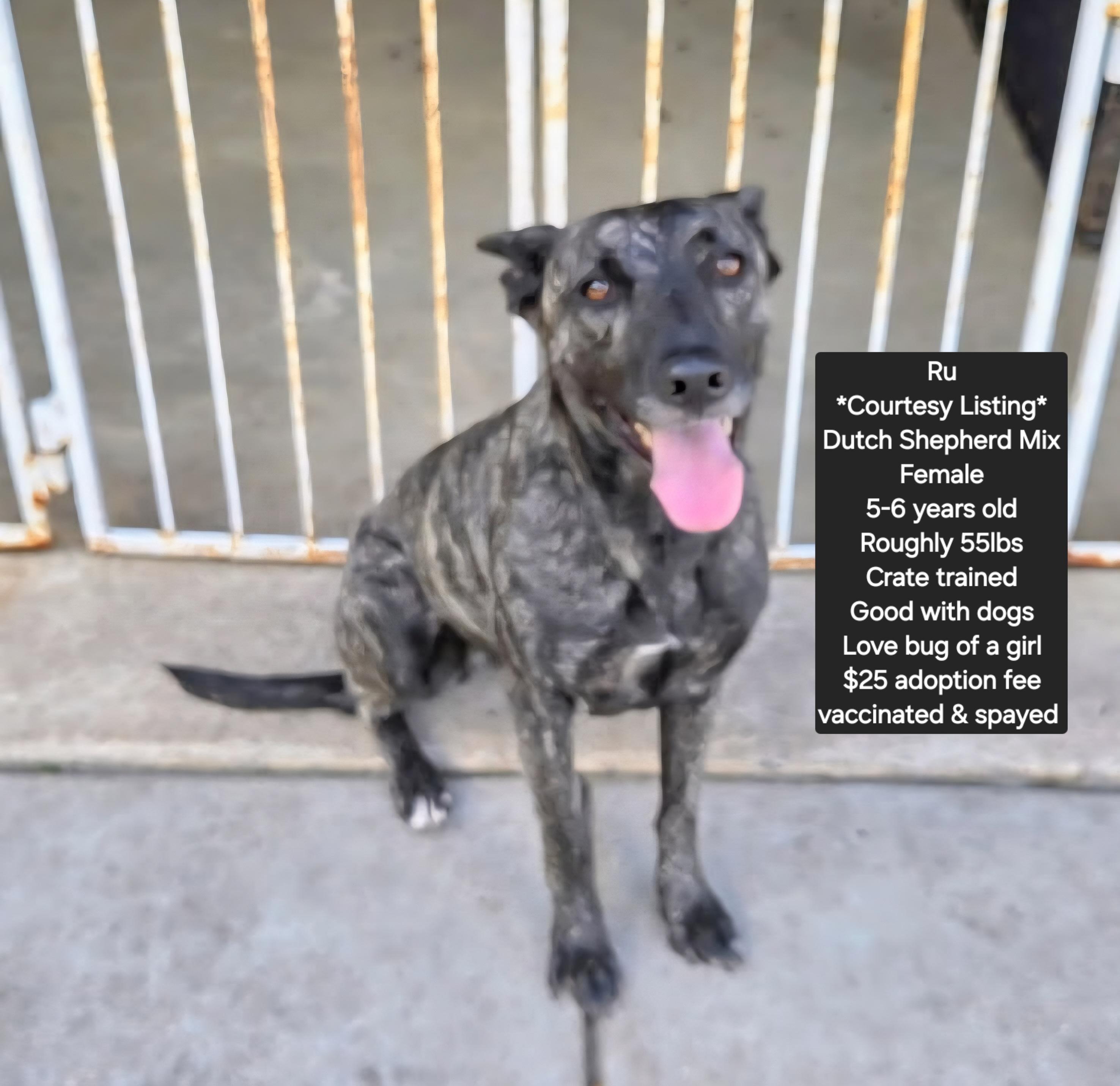 Enlarge *Courtesy Listing*, a ADOPTABLE mixed breed in Oviedo, FL image 1/2