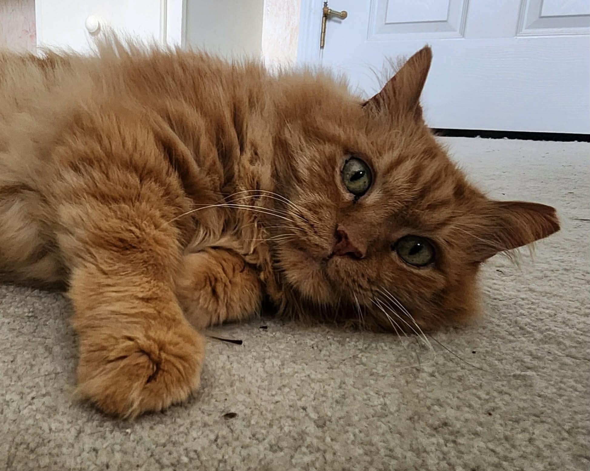 Enlarge Samson, a ADOPTABLE Domestic Medium Hair in Inez, KY image 3/4