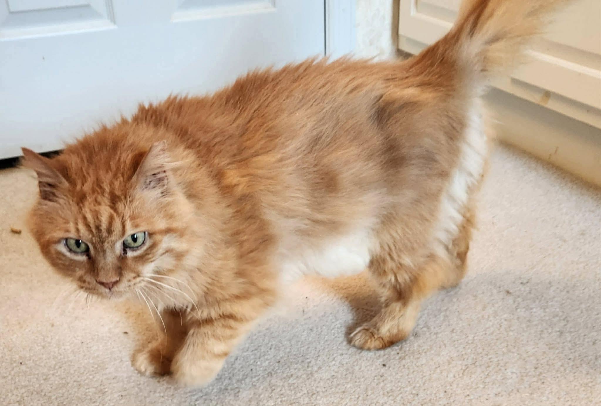 Enlarge Samson, a ADOPTABLE Domestic Medium Hair in Inez, KY image 4/4