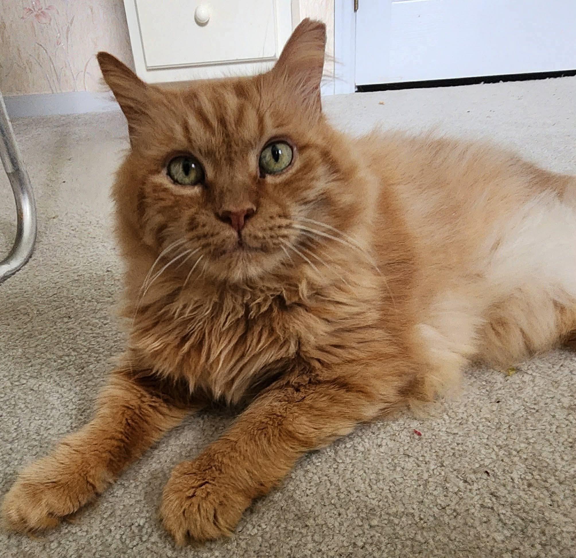 Enlarge Samson, a ADOPTABLE Domestic Medium Hair in Inez, KY image 2/4