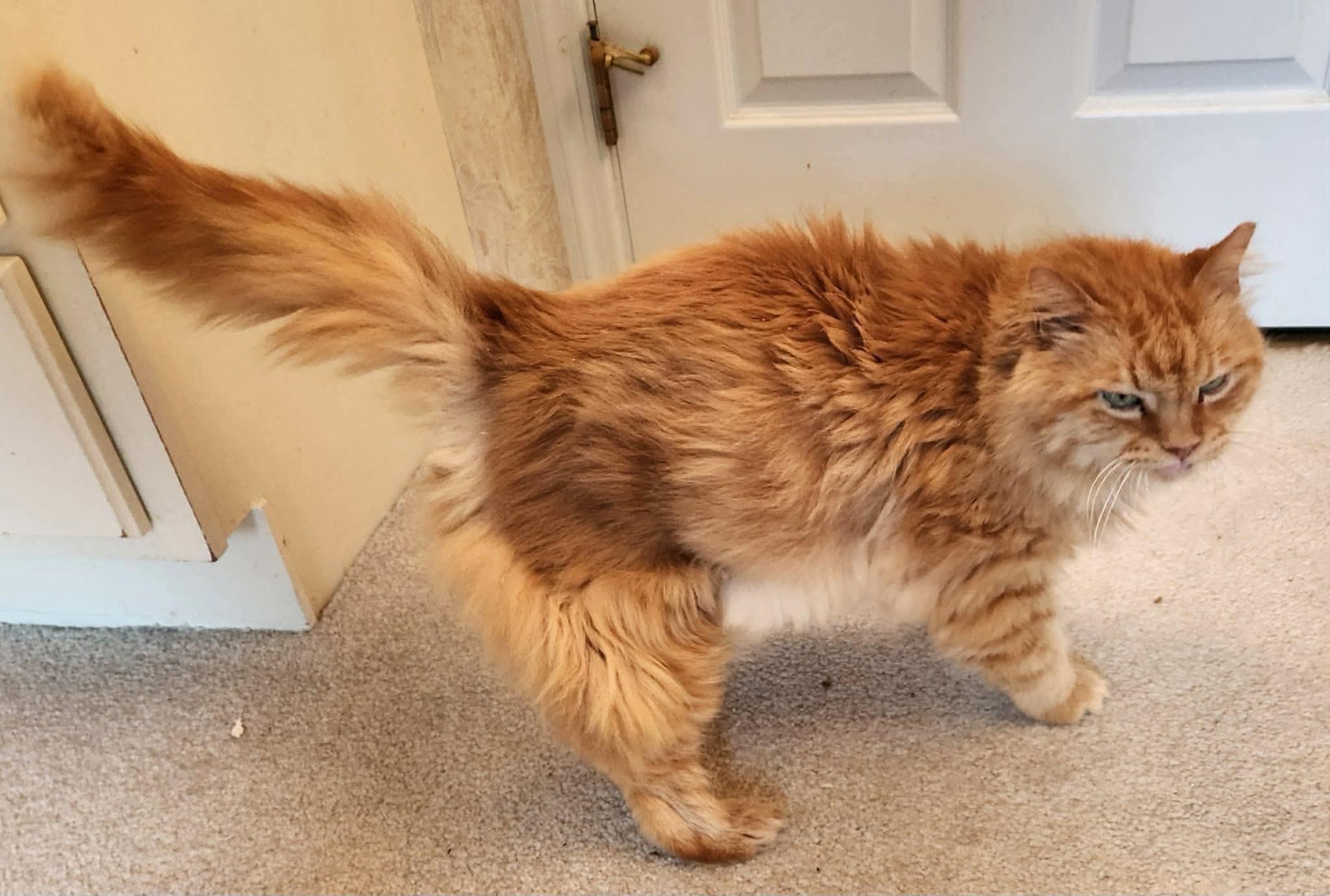 Samson, ADOPTABLE, Adult Male Domestic Medium Hair.