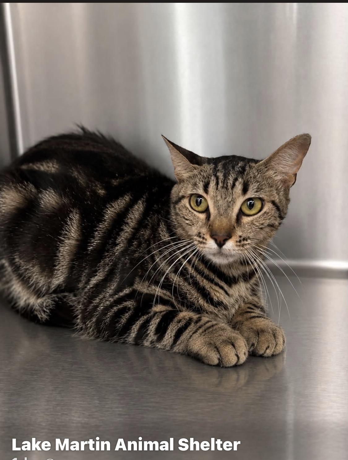 Enlarge Shiloh, a Adoptable Domestic Short Hair in Alexander City, AL image 1/1