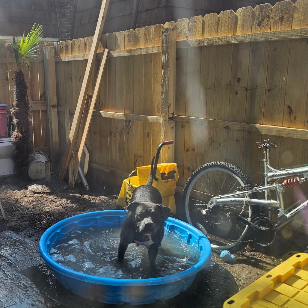 Enlarge Daisy, a Adoptable Pit Bull Terrier in Myrtle Beach, SC image 1/4