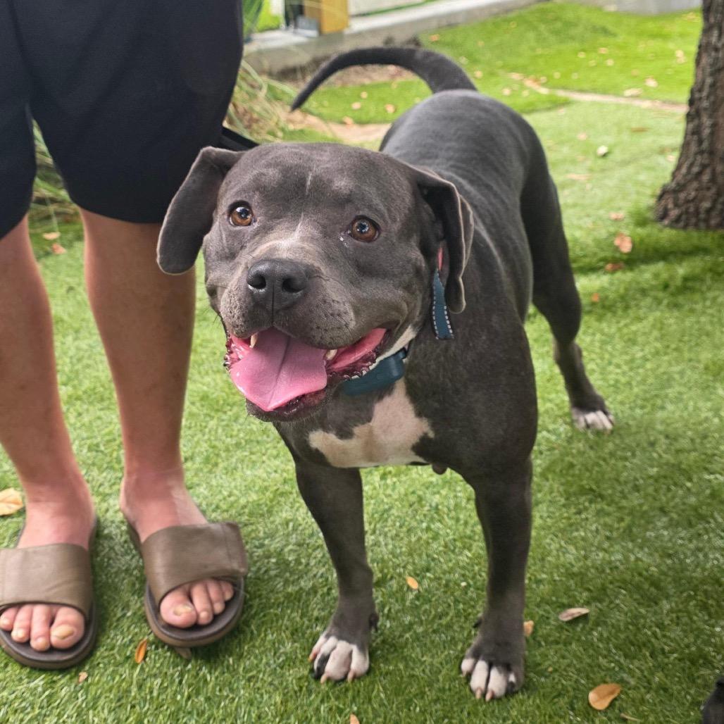 Enlarge Daisy, a Adoptable Pit Bull Terrier in Myrtle Beach, SC image 2/4