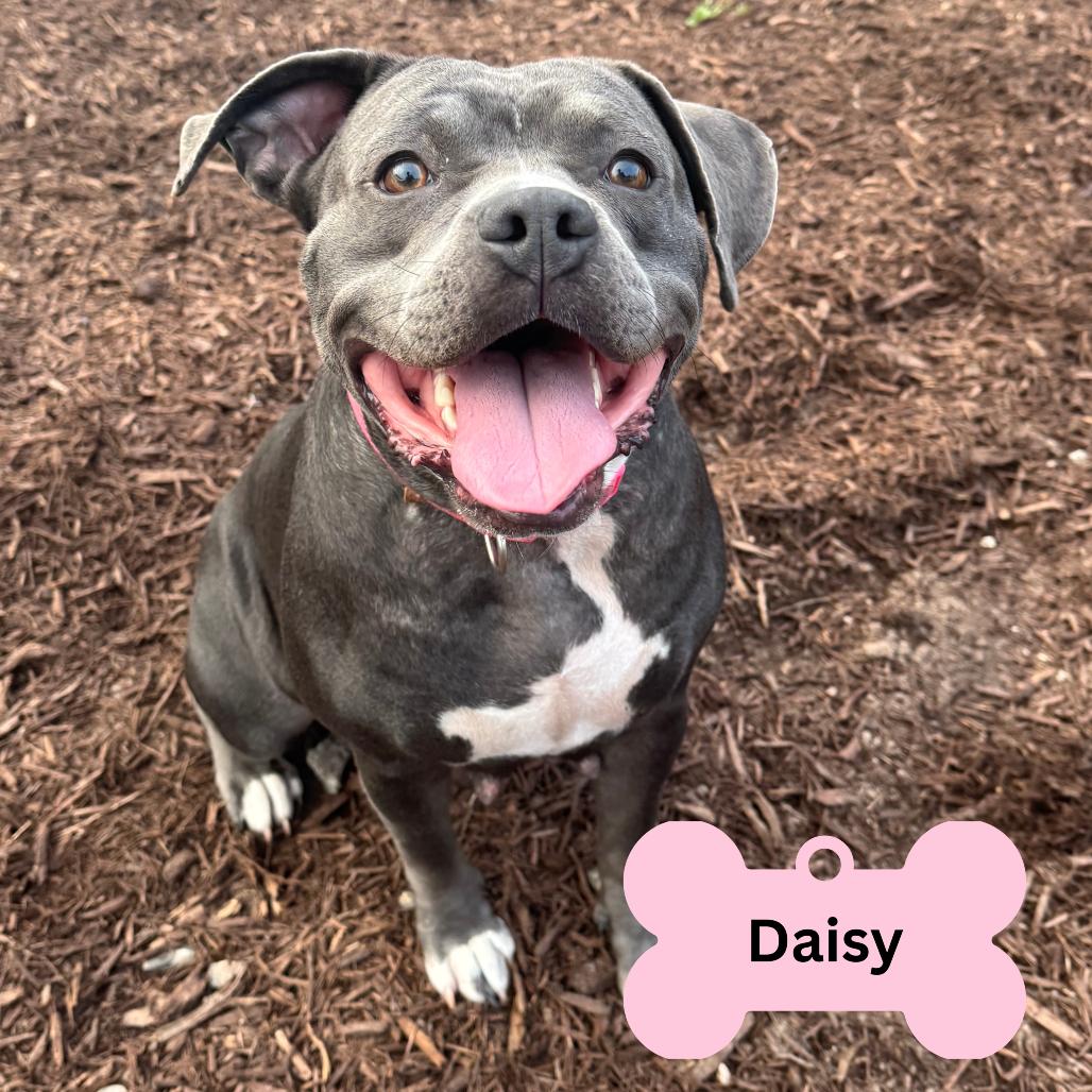 Enlarge Daisy, a Adoptable Pit Bull Terrier in Myrtle Beach, SC image 3/4