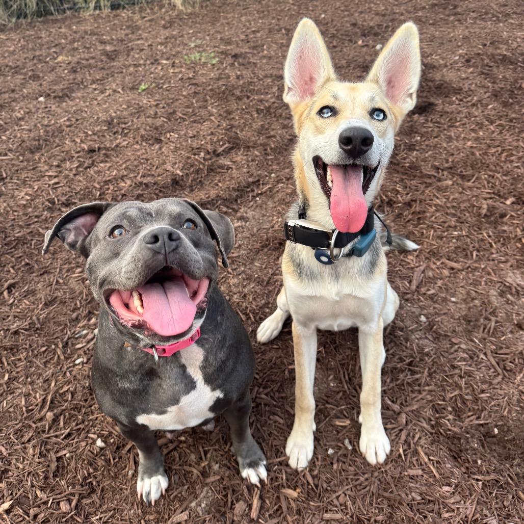 Enlarge Daisy, a Adoptable Pit Bull Terrier in Myrtle Beach, SC image 4/4