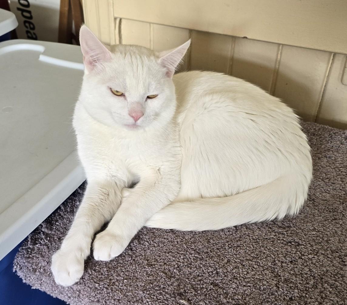 Caspar, an adopted Domestic Short Hair in Guelph, ON image 5/5