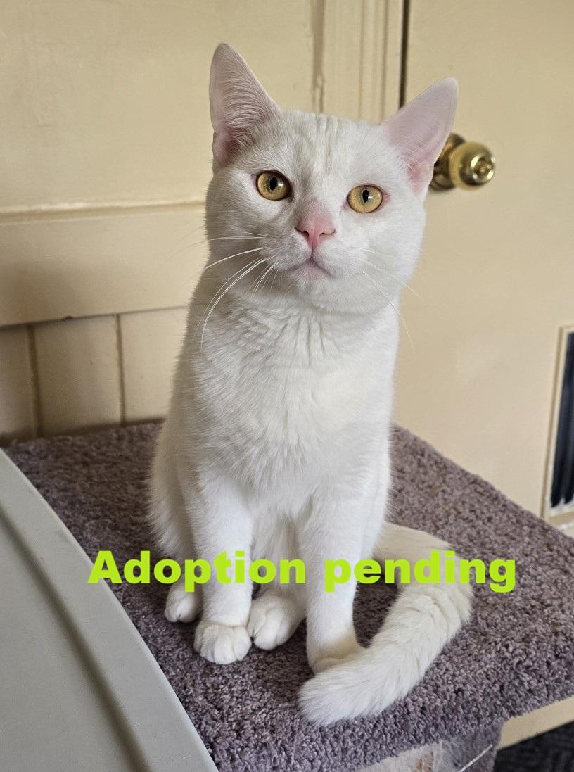 Caspar, adopted, Young Male Domestic Short Hair.