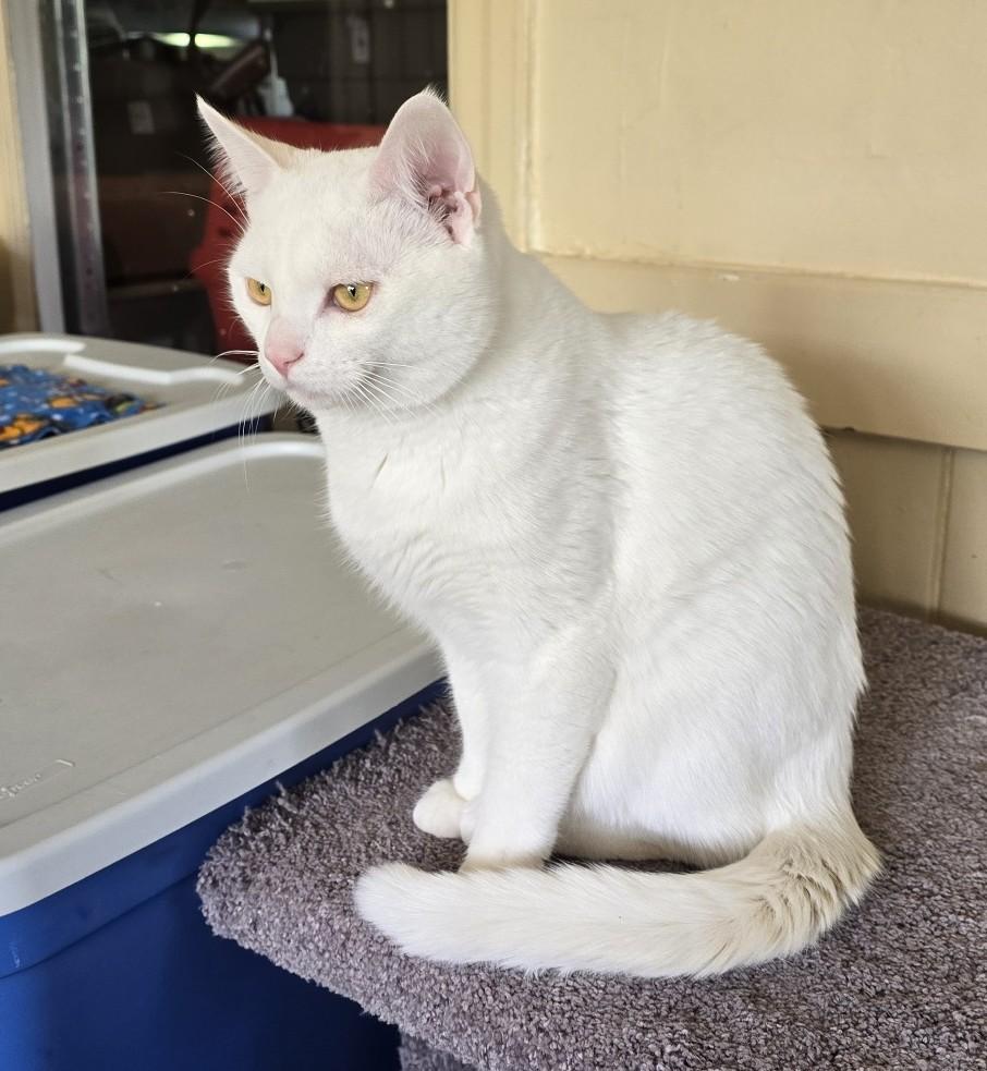 Caspar, an adopted Domestic Short Hair in Guelph, ON image 4/5