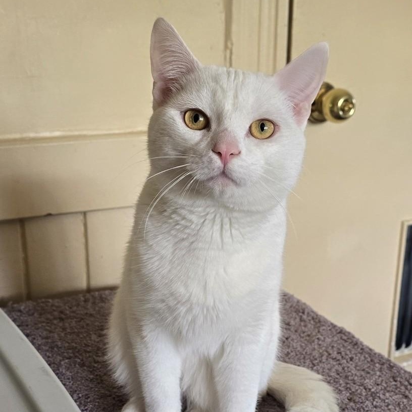 Caspar, an adopted Domestic Short Hair in Guelph, ON image 2/5