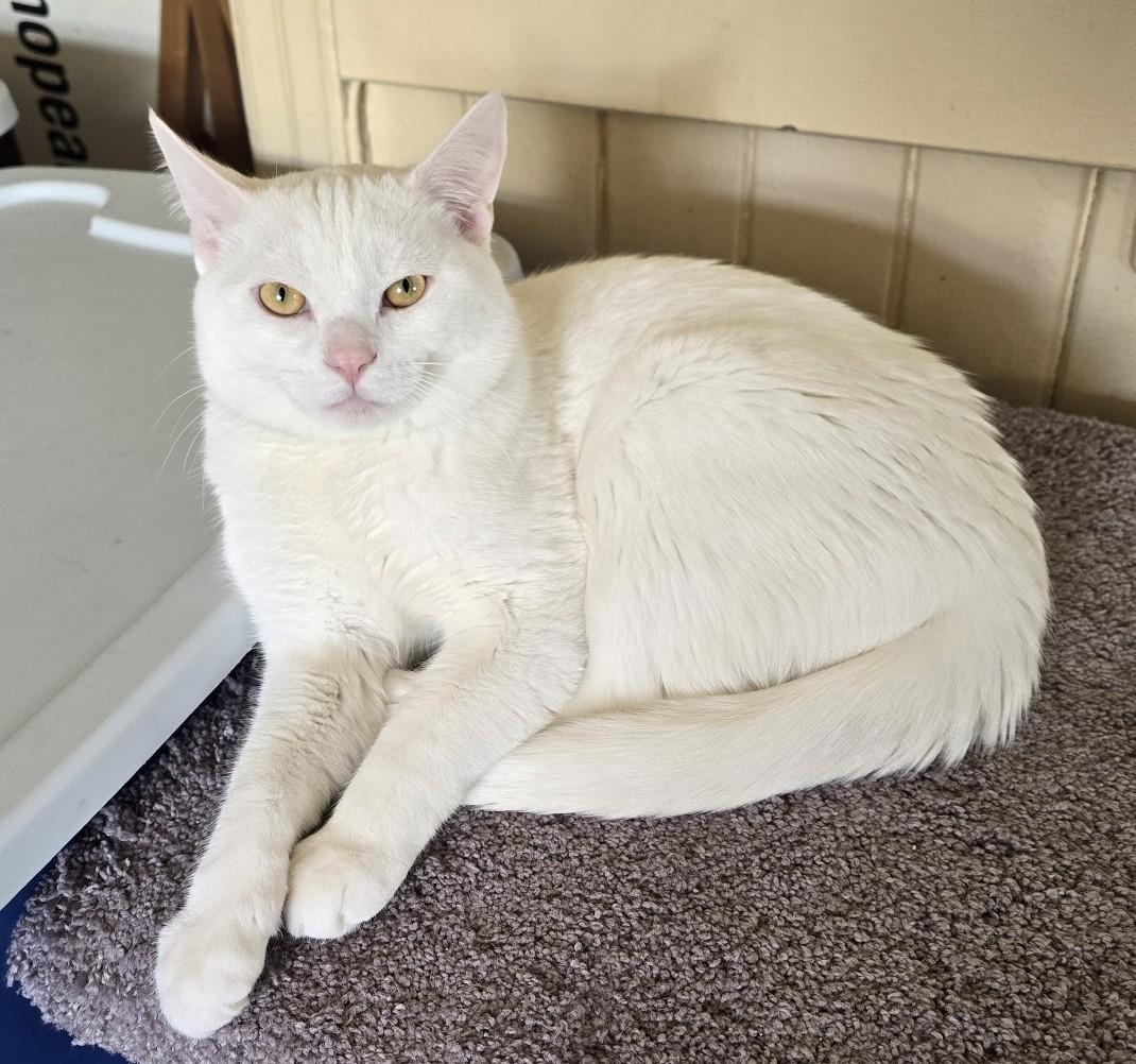 Caspar, an adopted Domestic Short Hair in Guelph, ON image 3/5