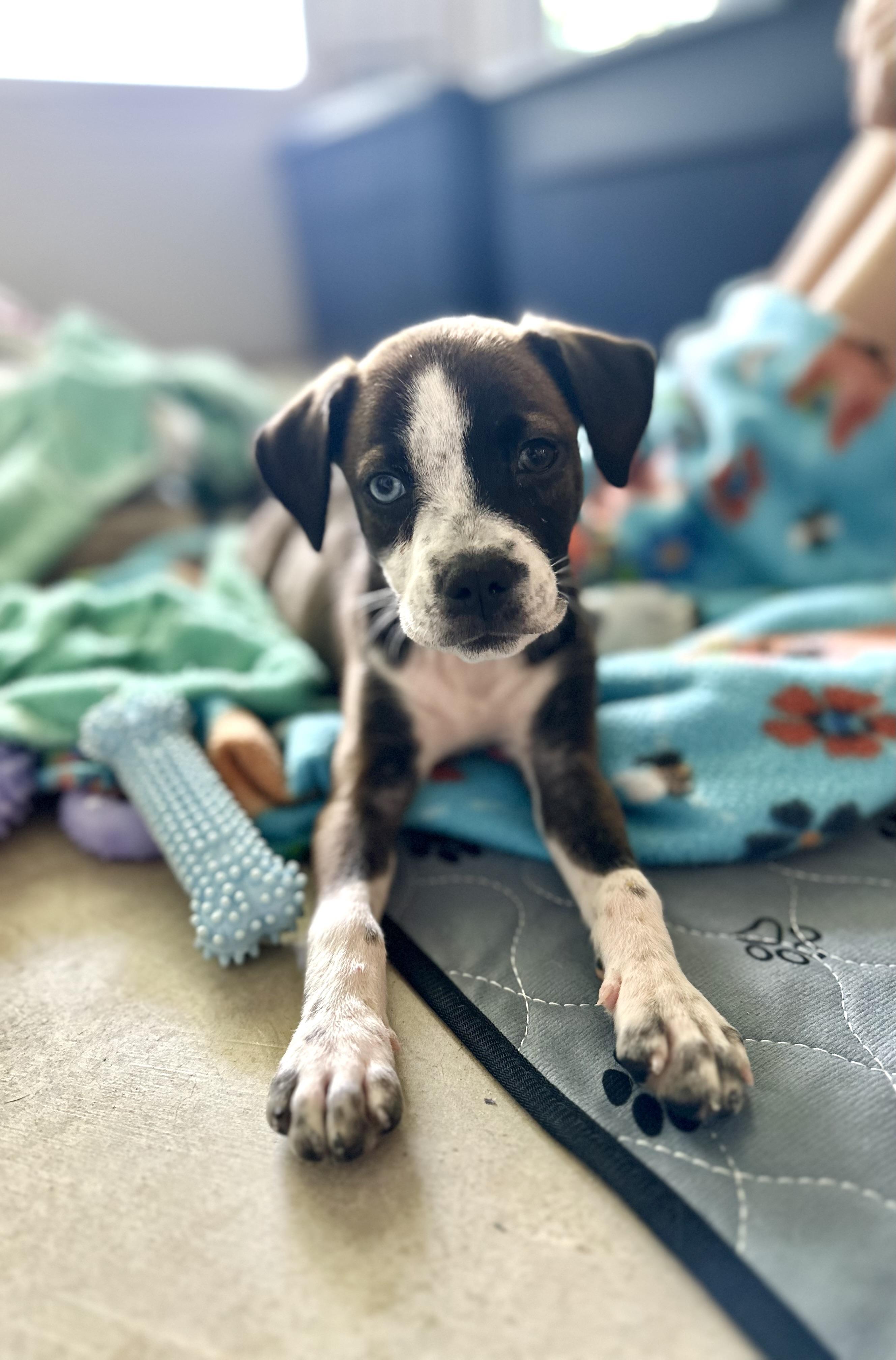 Blue, Adopted, Puppy Female Catahoula Leopard Dog & Mixed Breed.