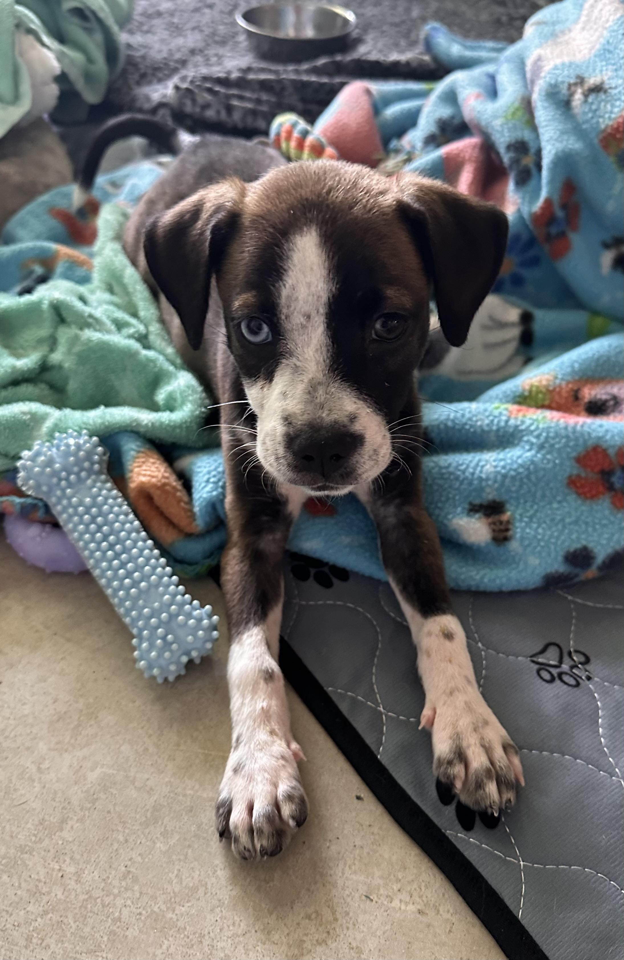 Enlarge Blue, a Adopted mixed breed in Southlake, TX image 2/4