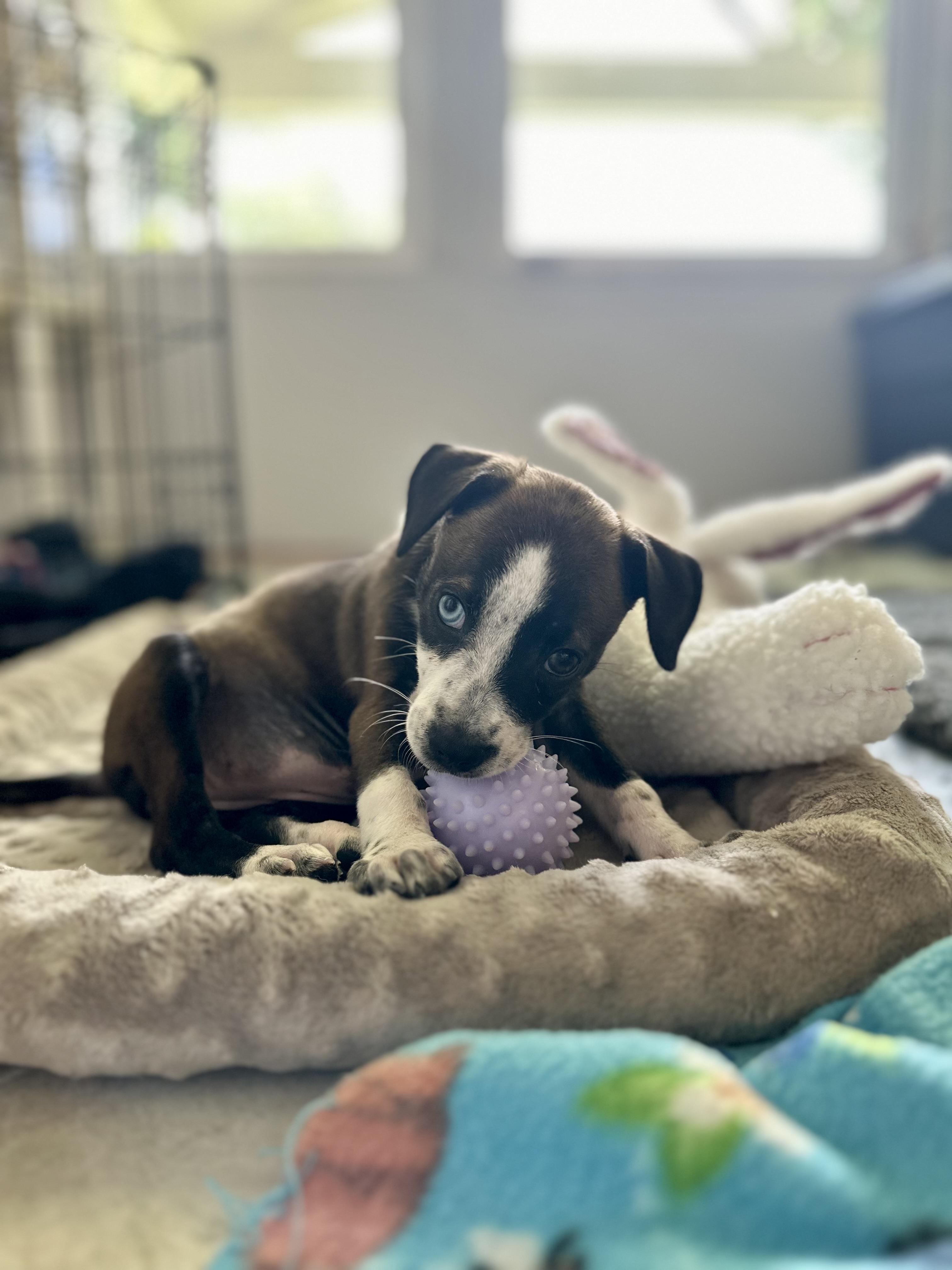 Enlarge Blue, a Adopted mixed breed in Southlake, TX image 3/4