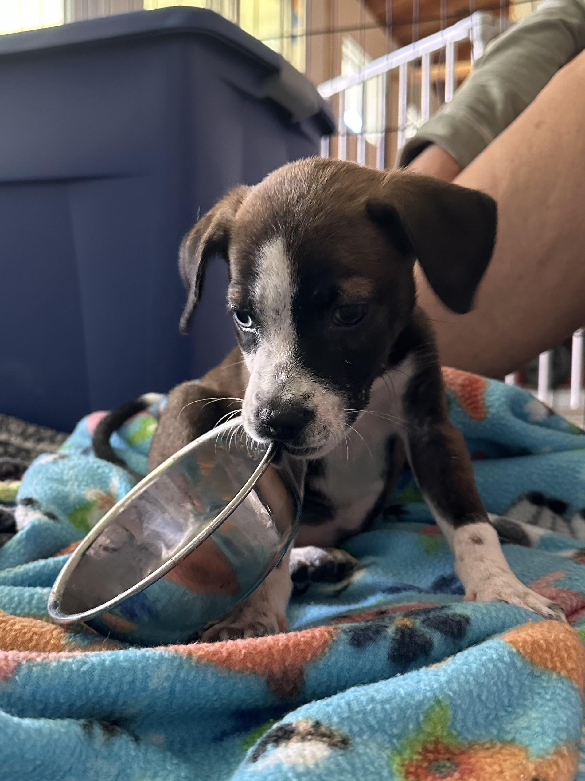 Enlarge Blue, a Adopted mixed breed in Southlake, TX image 4/4