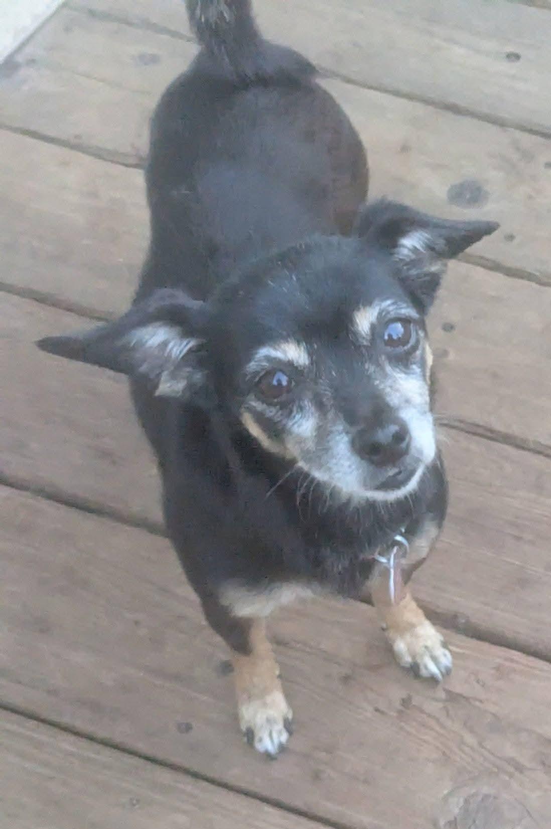 Enlarge Juliette , a Adoptable mixed breed in Oakland, CA image 2/6