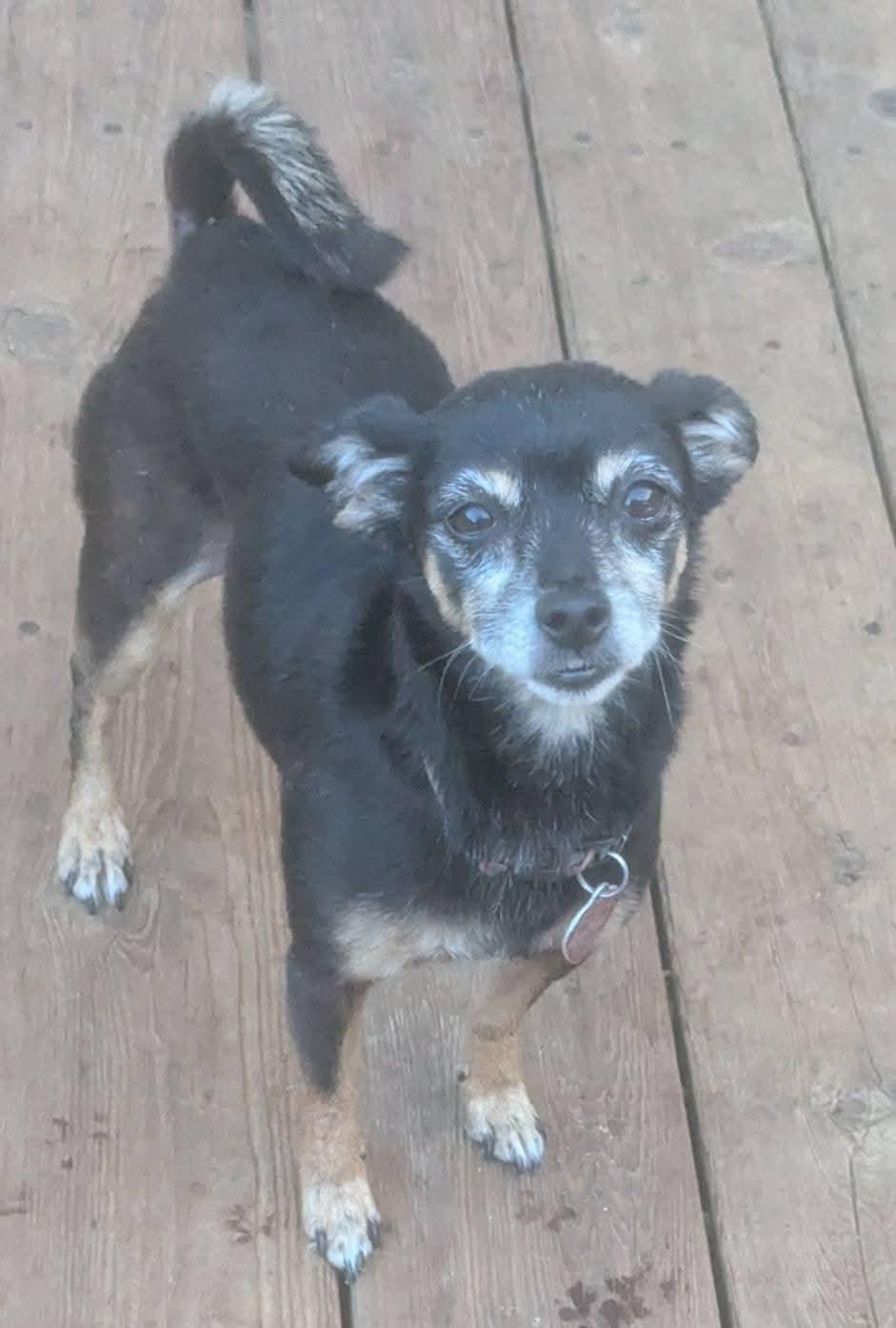 Enlarge Juliette , a Adoptable mixed breed in Oakland, CA image 4/6