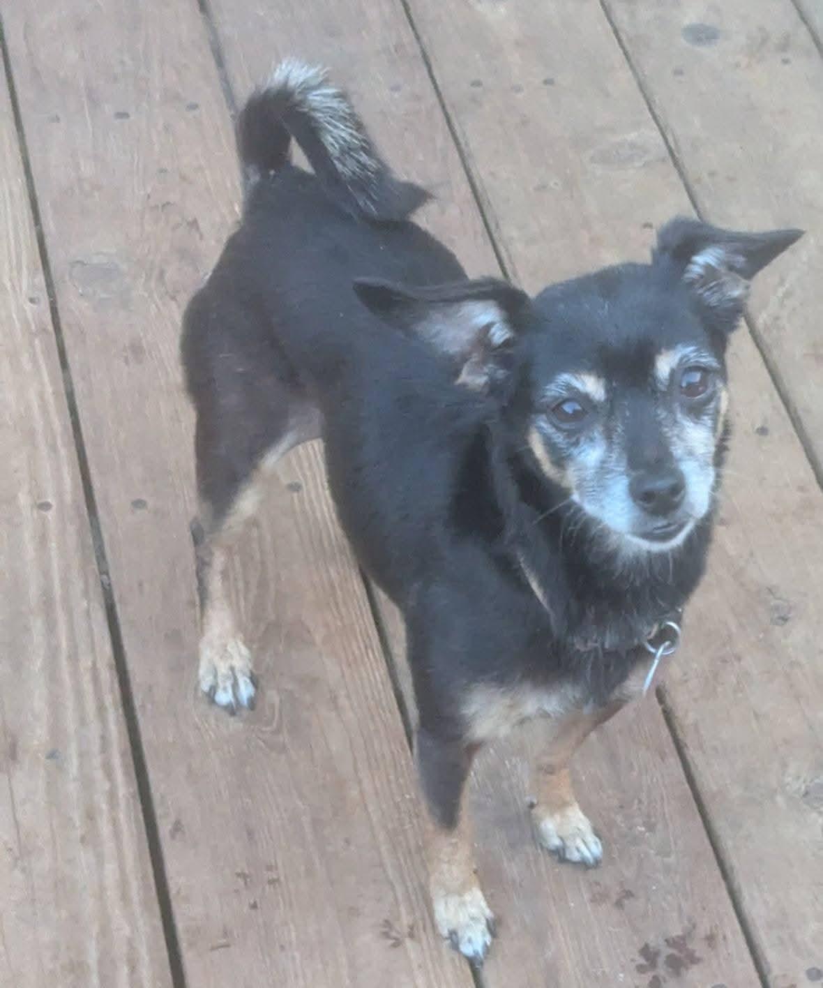 Enlarge Juliette , a Adoptable mixed breed in Oakland, CA image 3/6