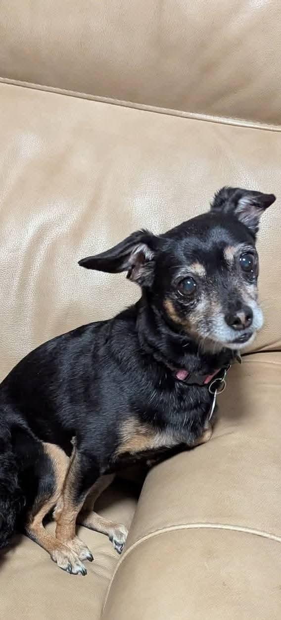 Enlarge Juliette , a Adoptable mixed breed in Oakland, CA image 5/6