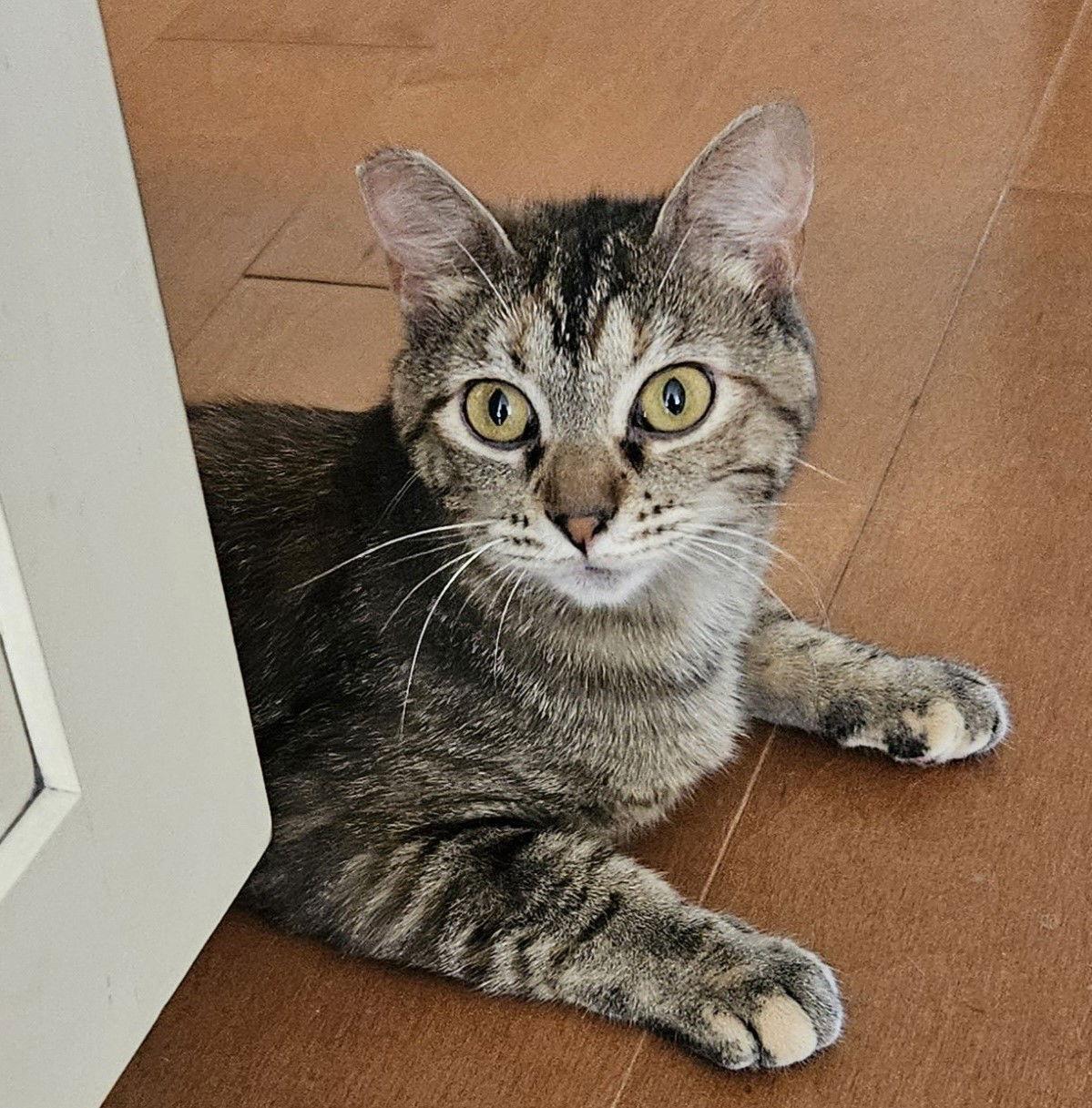 Molly, Adoptable, Adult Female Domestic Short Hair & Tabby.