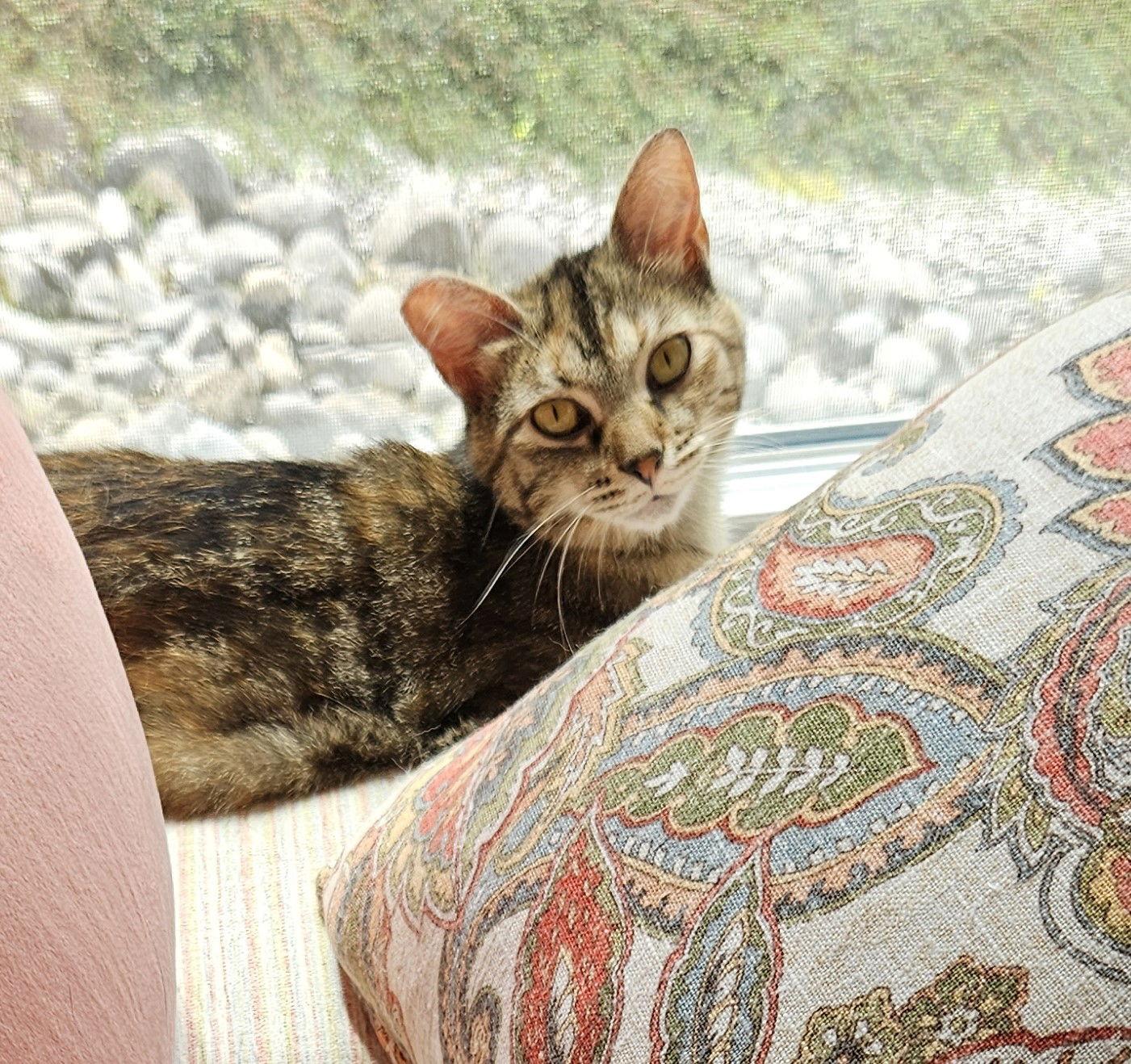 Enlarge Molly, a Adoptable mixed breed in Traverse City, MI image 2/3