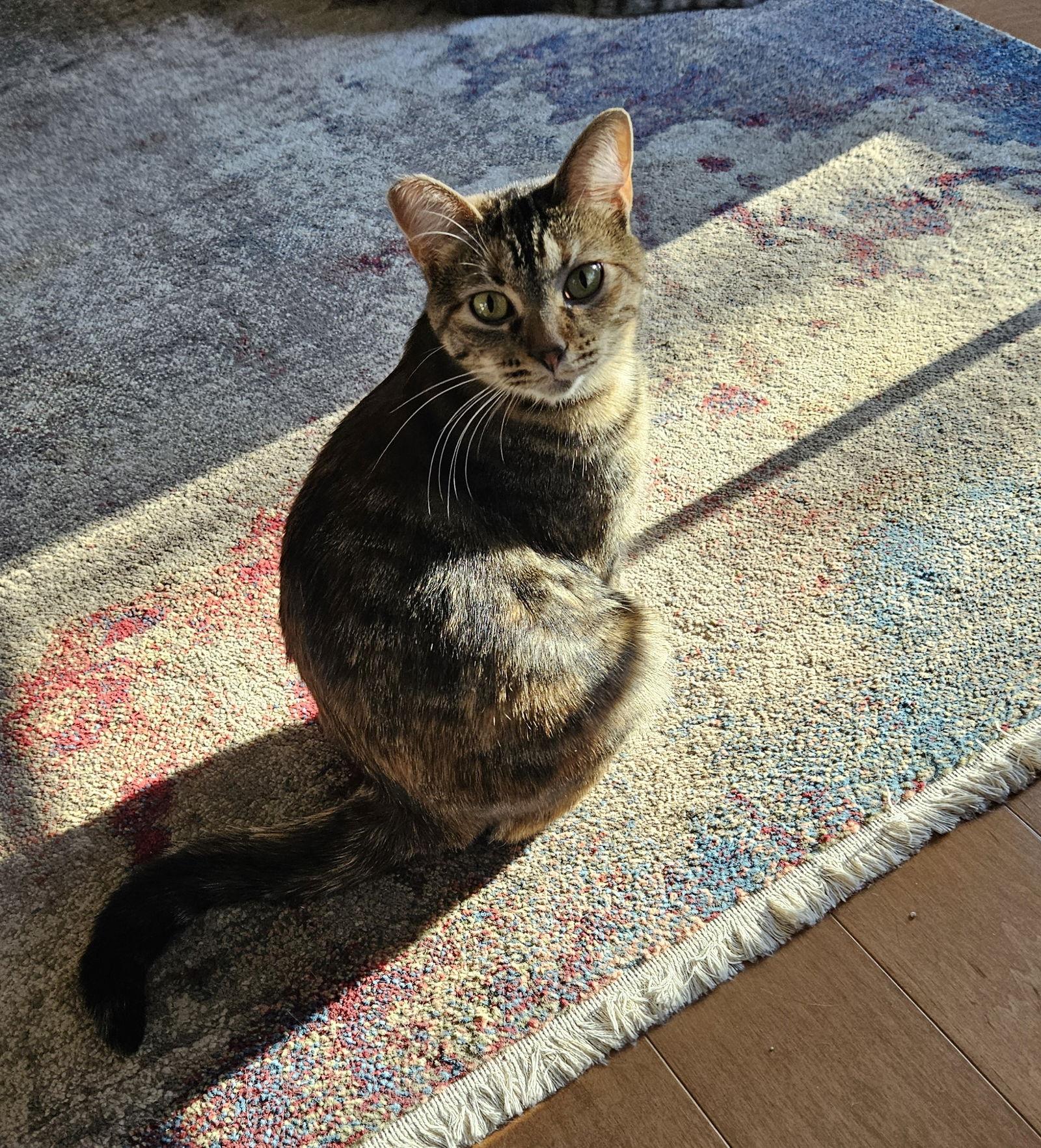 Enlarge Molly, a Adoptable mixed breed in Traverse City, MI image 3/3