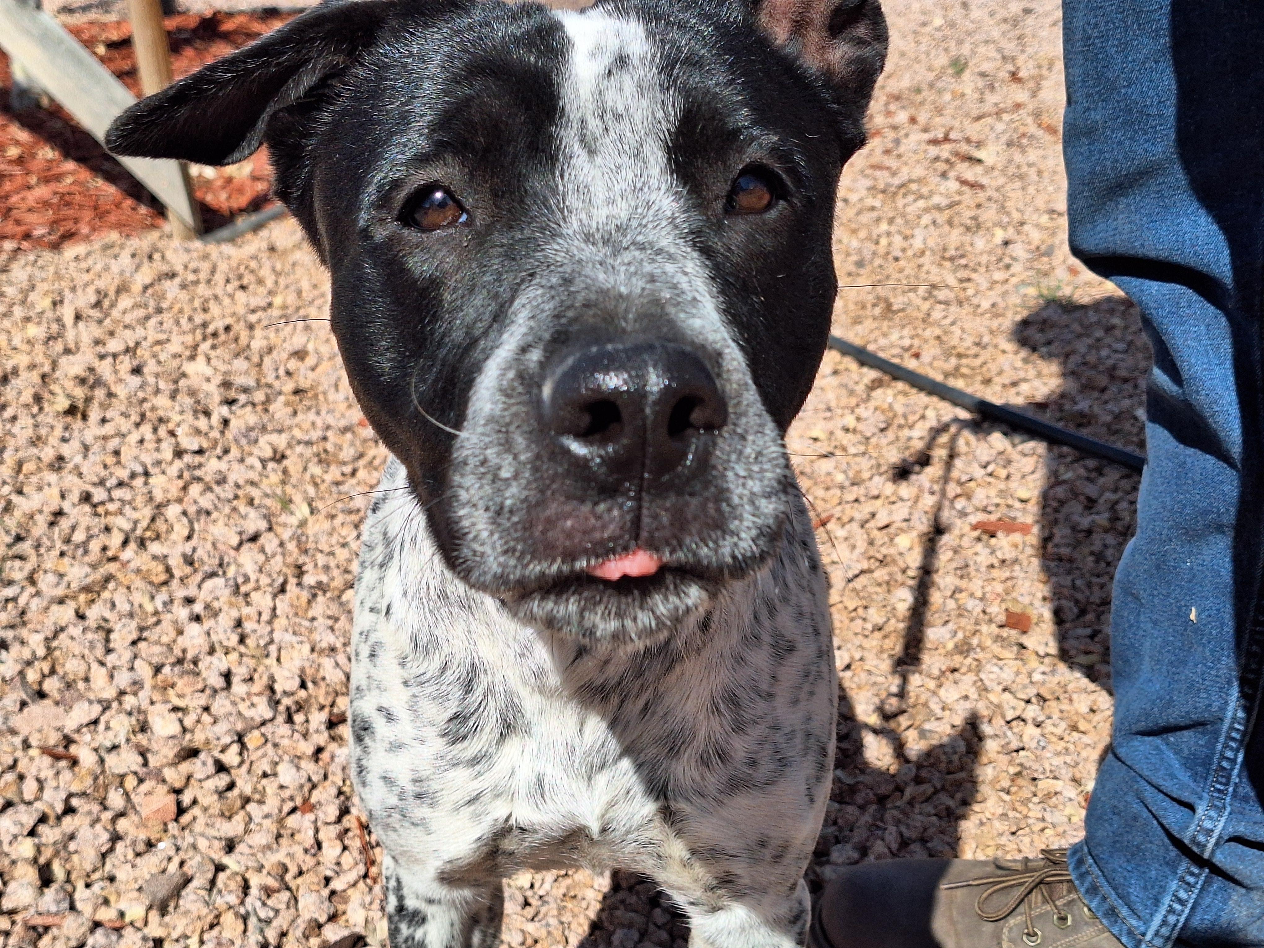 Enlarge Lily, a Adoptable mixed breed in Payson, AZ image 2/6