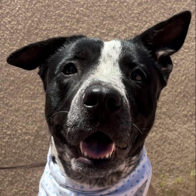 Enlarge Lily, a Adoptable mixed breed in Payson, AZ image 3/6