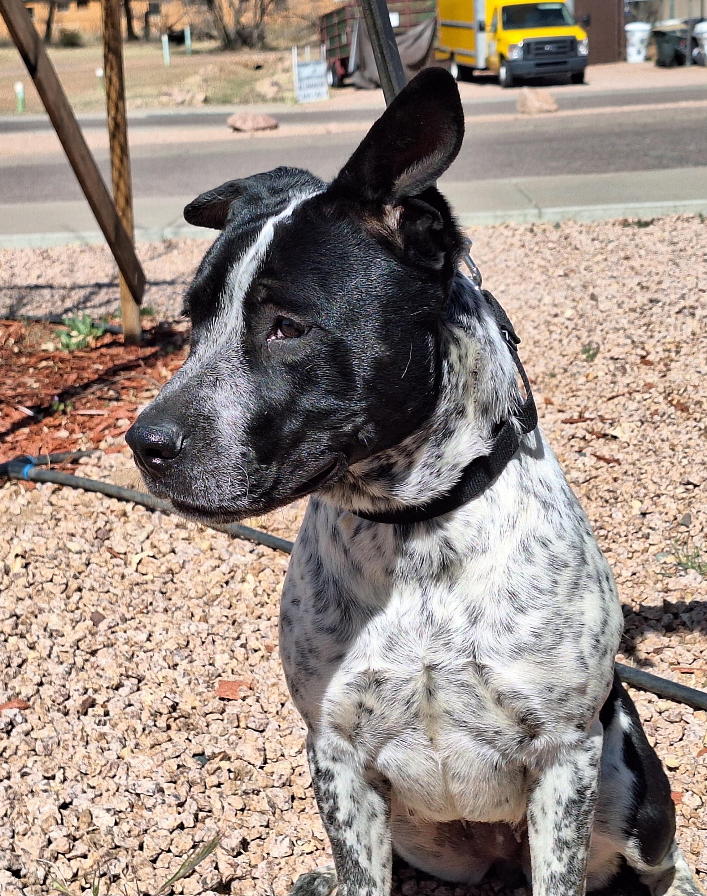 Enlarge Lily, a Adoptable mixed breed in Payson, AZ image 4/6
