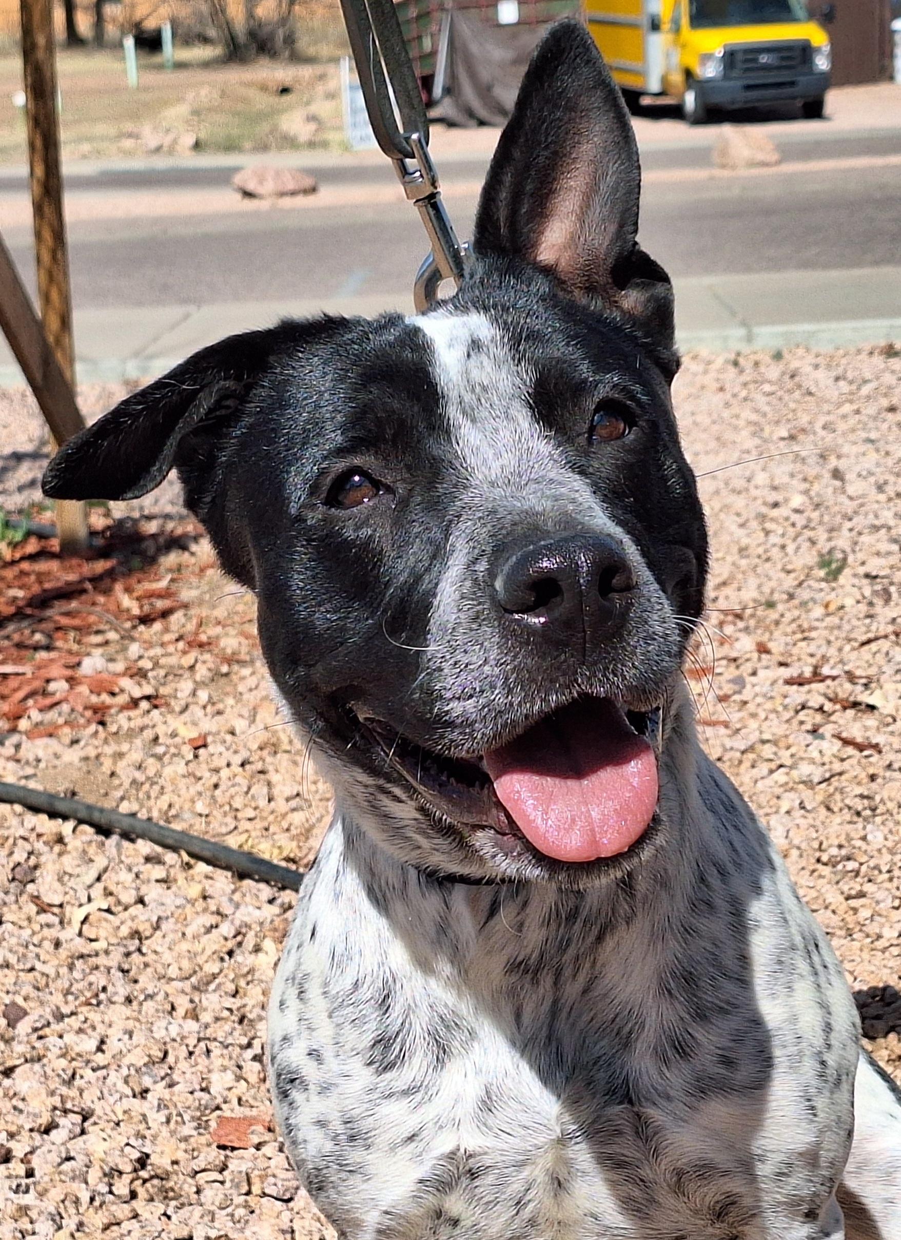 Lily, Adoptable, Adult Female Australian Cattle Dog / Blue Heeler.