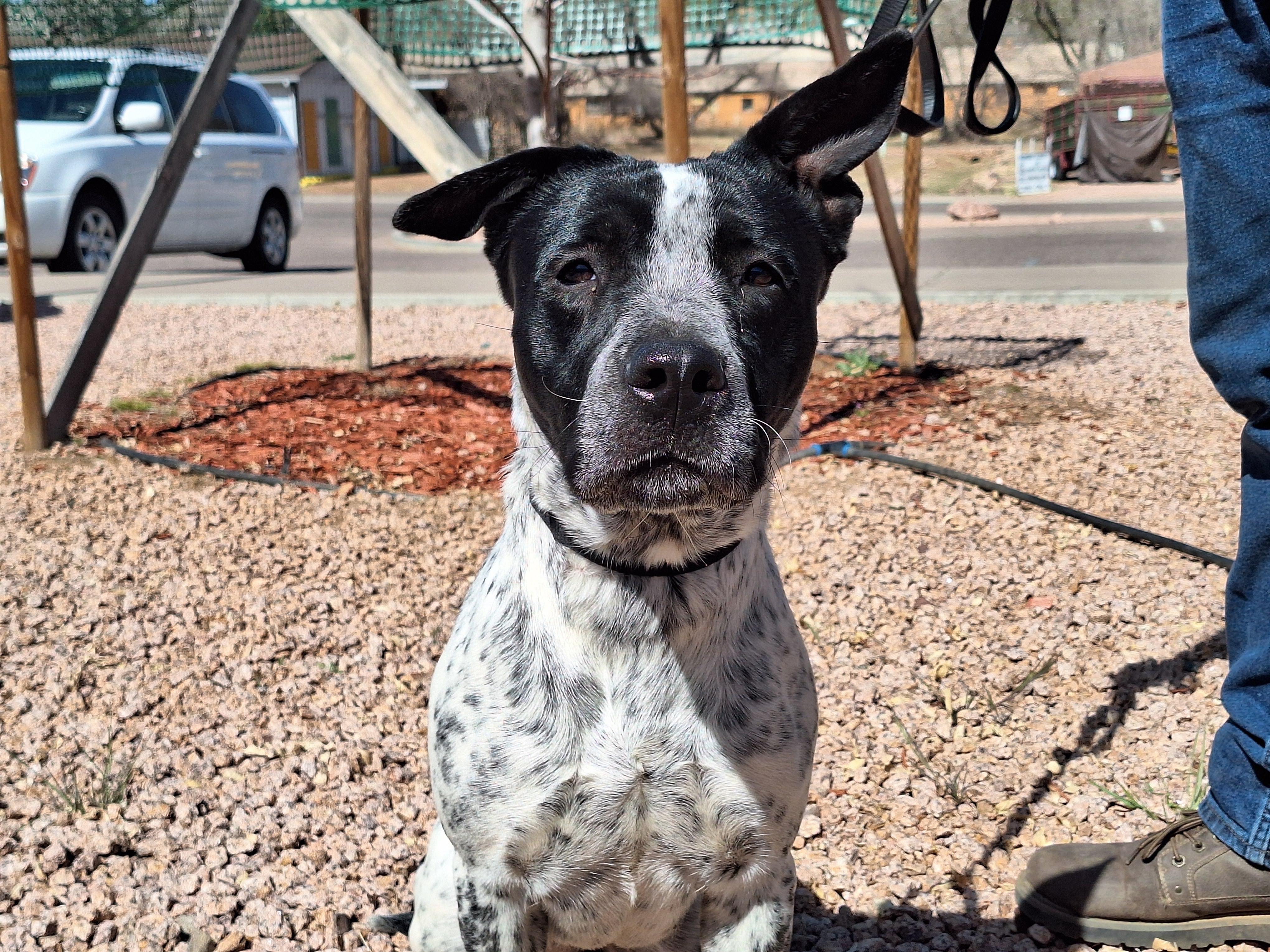 Enlarge Lily, a Adoptable mixed breed in Payson, AZ image 5/6