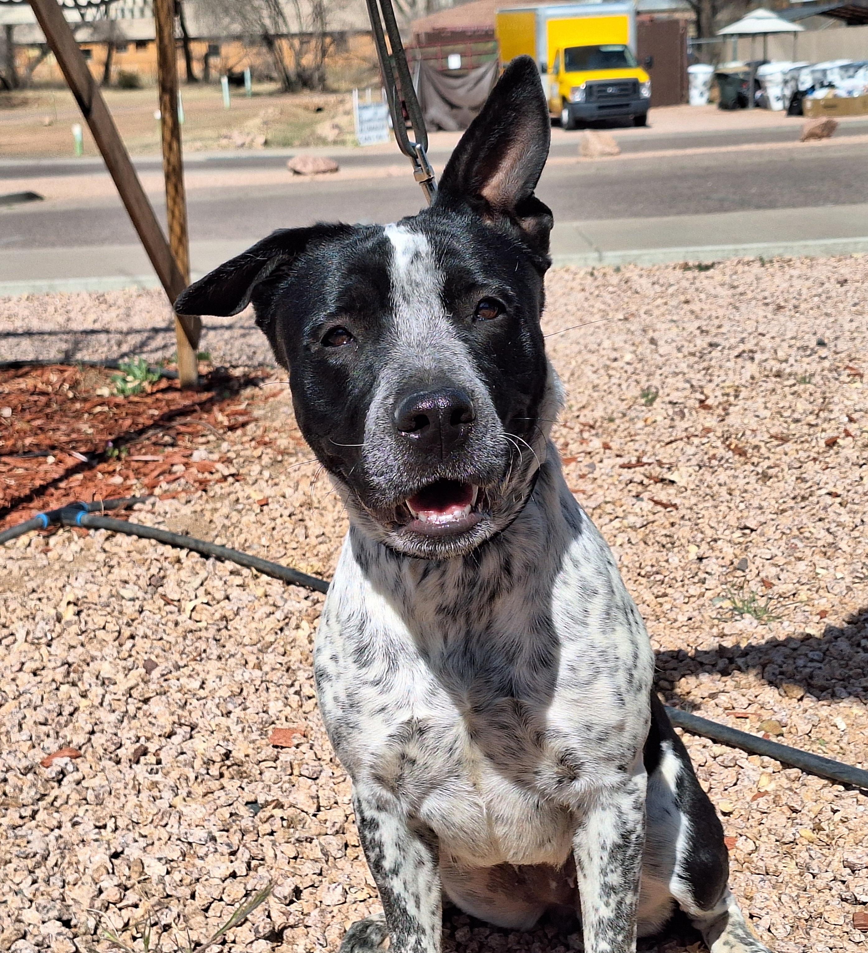 Enlarge Lily, a Adoptable mixed breed in Payson, AZ image 6/6