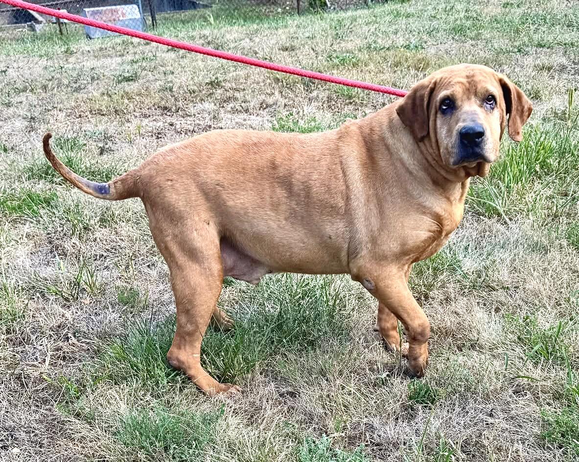 COOPER, a Adoptable mixed breed in Beechbottom, WV image 2/2