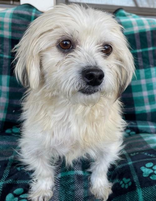 Bam, ADOPTABLE, Adult Male Maltese.