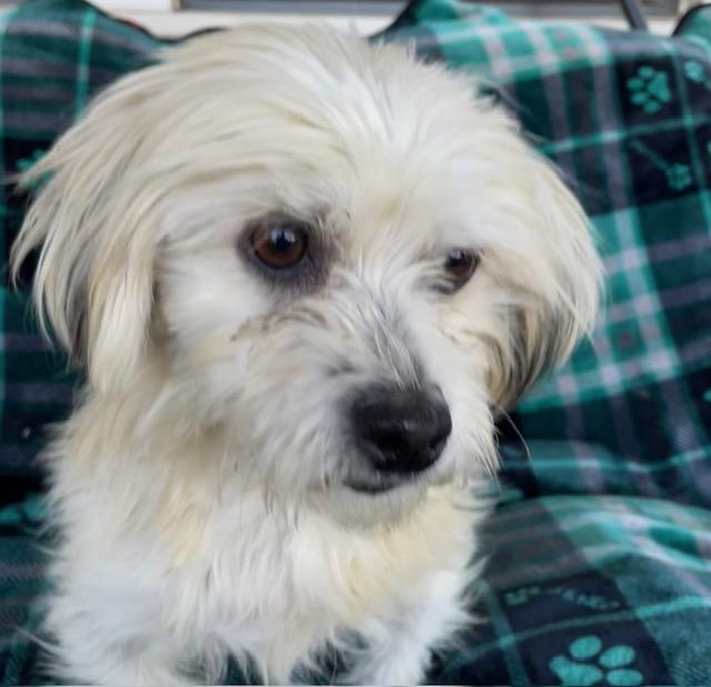 Enlarge Bam, a ADOPTABLE Maltese in Memphis, TN image 3/4