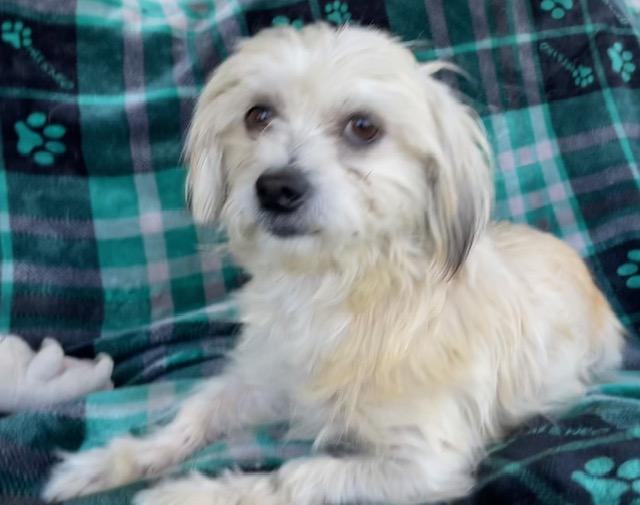 Enlarge Bam, a ADOPTABLE Maltese in Memphis, TN image 4/4