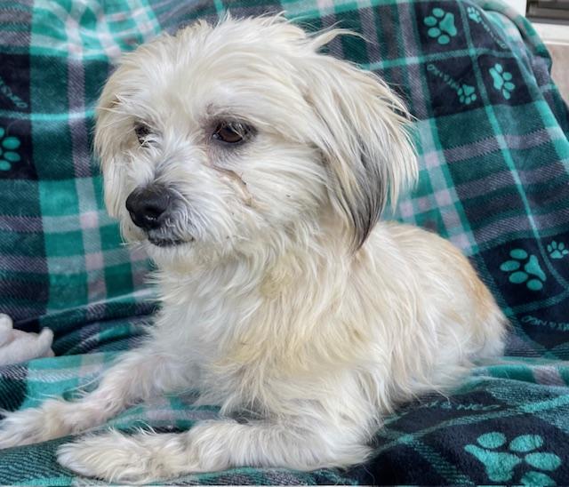 Enlarge Bam, a ADOPTABLE Maltese in Memphis, TN image 2/4
