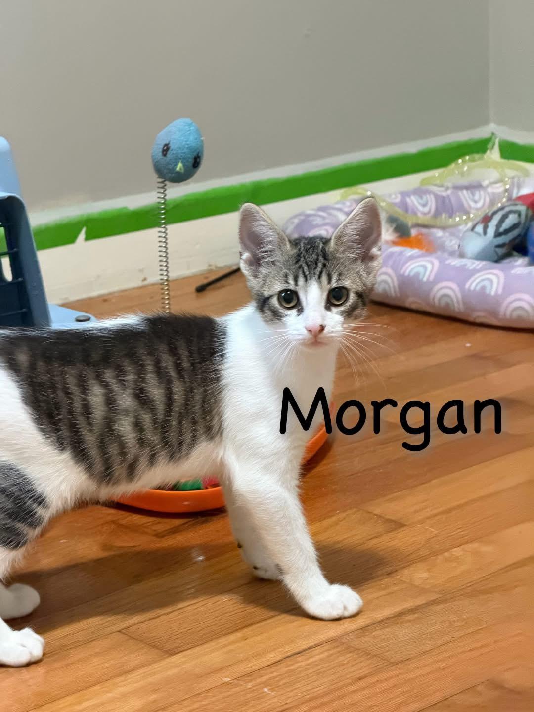 Morgan, Adoptable, Young Male Domestic Short Hair.