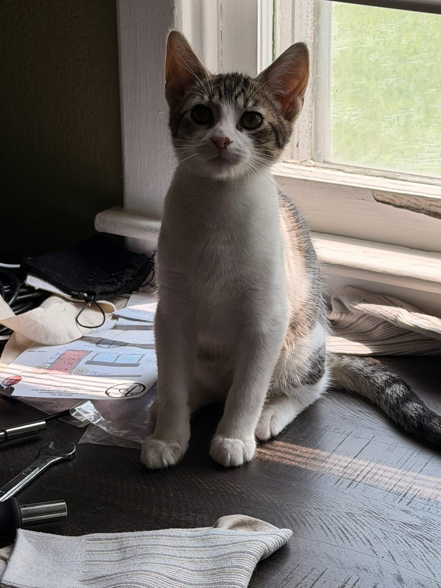 Enlarge Morgan, a Adoptable Domestic Short Hair in Manhattan, KS image 4/4