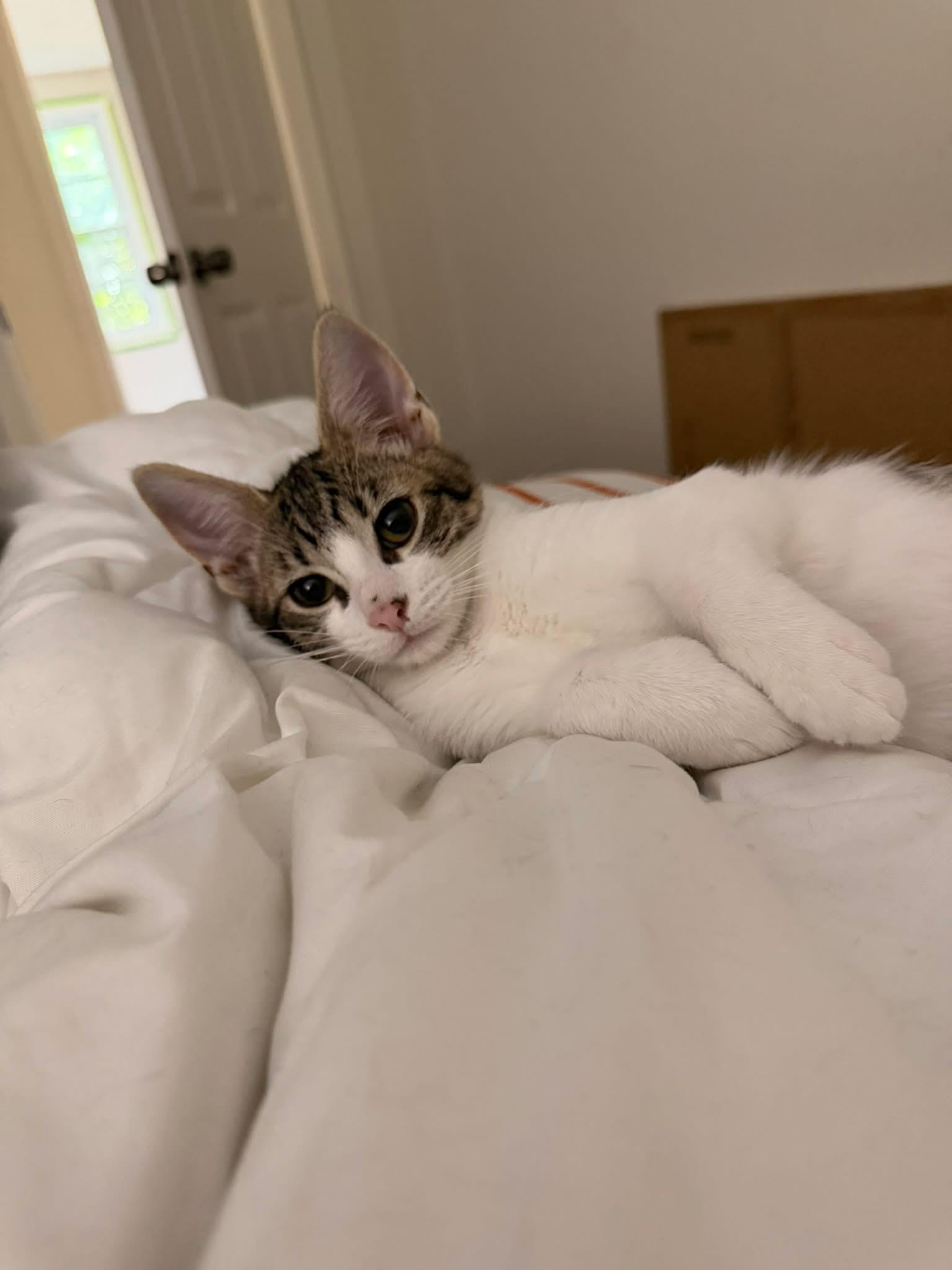 Enlarge Morgan, a Adoptable Domestic Short Hair in Manhattan, KS image 3/4
