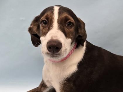 Cass, Adoptable, Puppy Female Plott Hound & Mixed Breed.