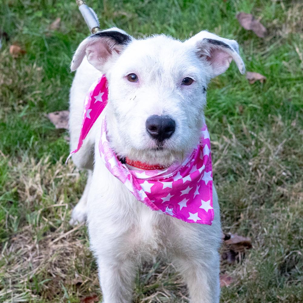 Marley (Female) Avail 10/24, Adoptable, Puppy Female Wire Fox Terrier & Bull Terrier.