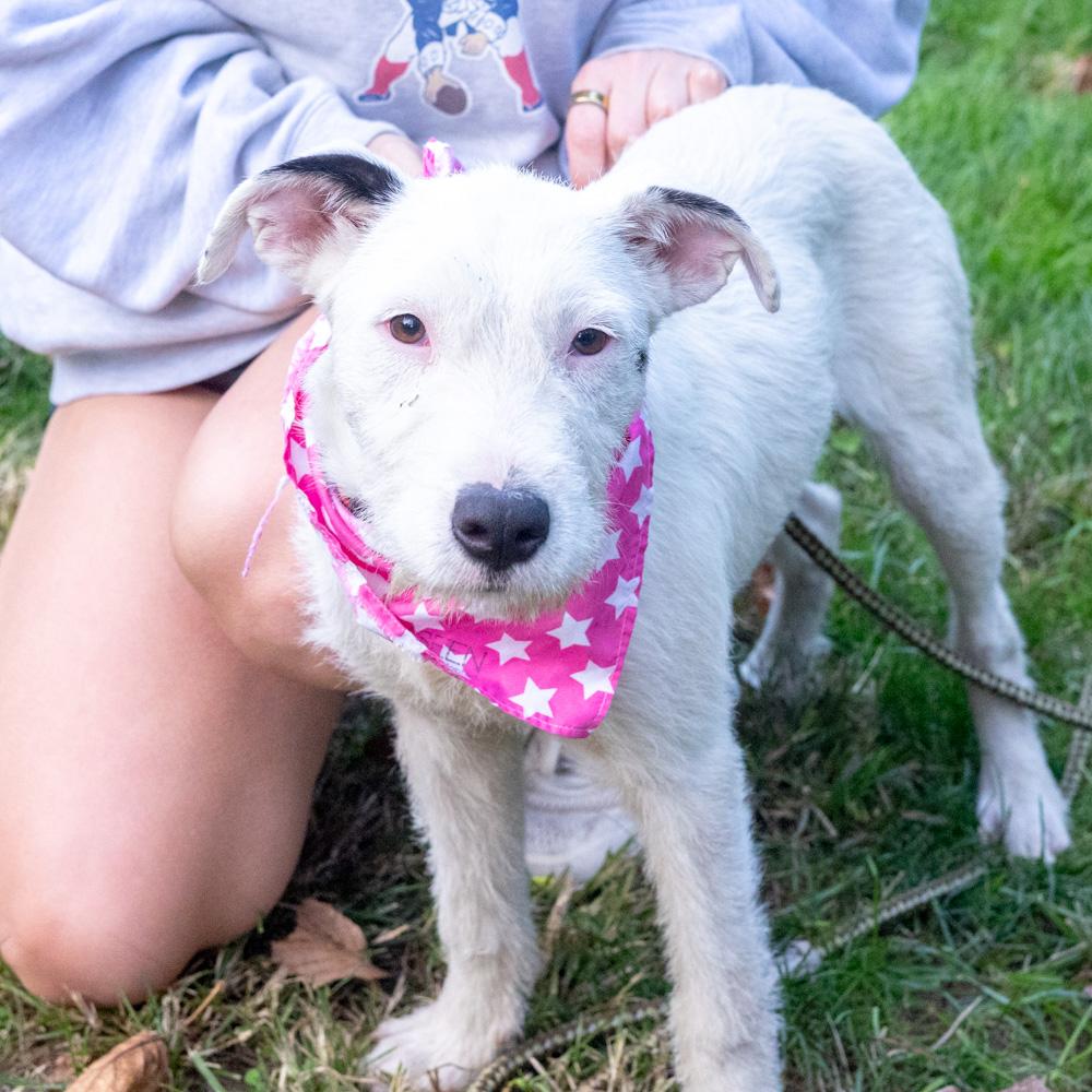 Enlarge Marley (Female) Avail 10/24, a Adoptable mixed breed in West Grove, PA image 5/6