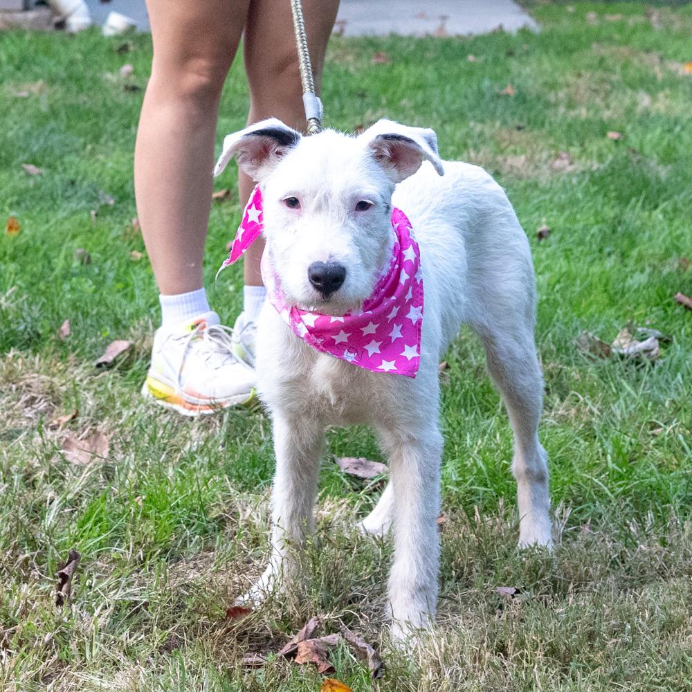 Enlarge Marley (Female) Avail 10/24, a Adoptable mixed breed in West Grove, PA image 3/6