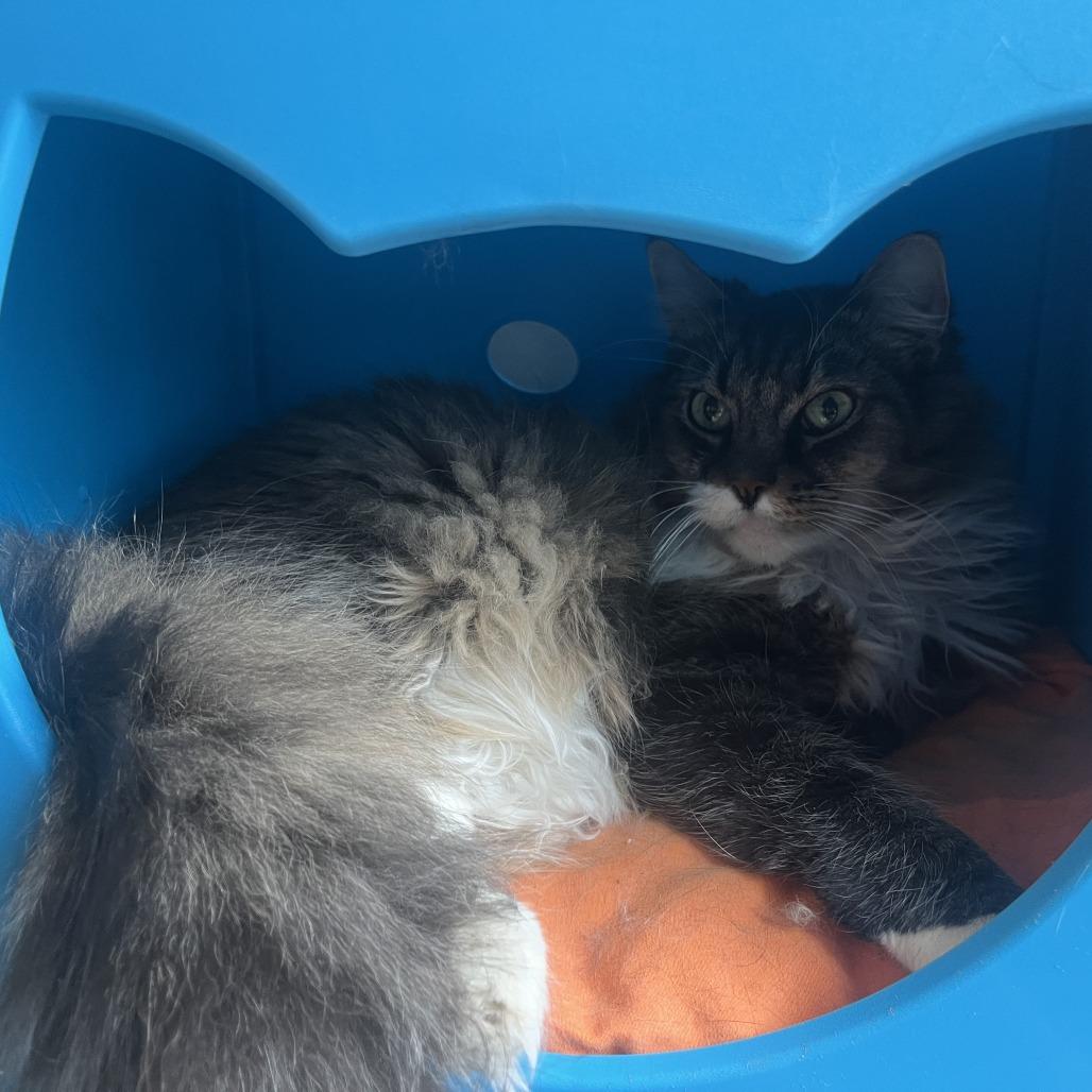 Felice, Adoptable, Senior Male Domestic Medium Hair.