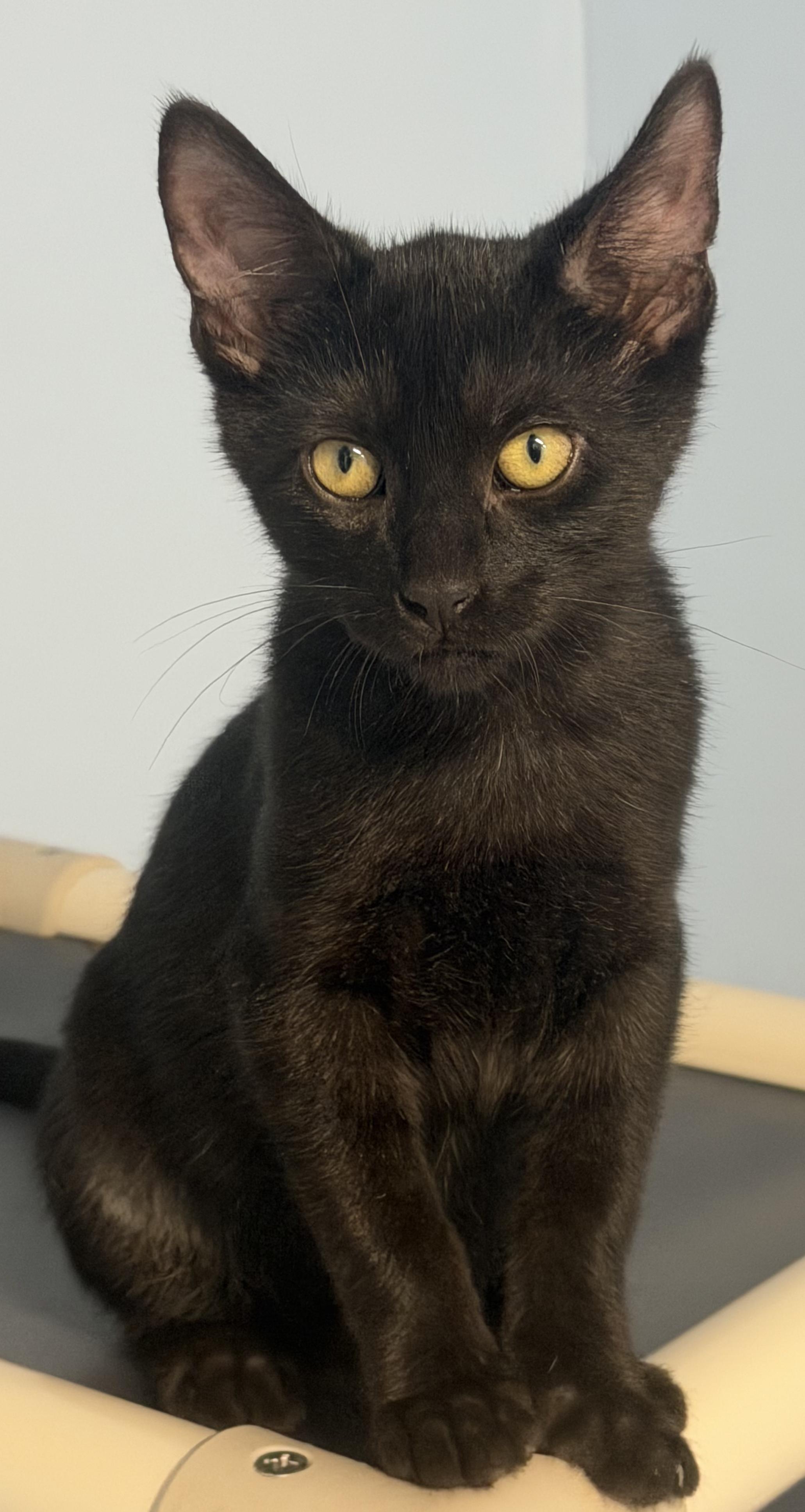 Enlarge Valor, a Adoptable Bombay in Mears, MI image 2/4