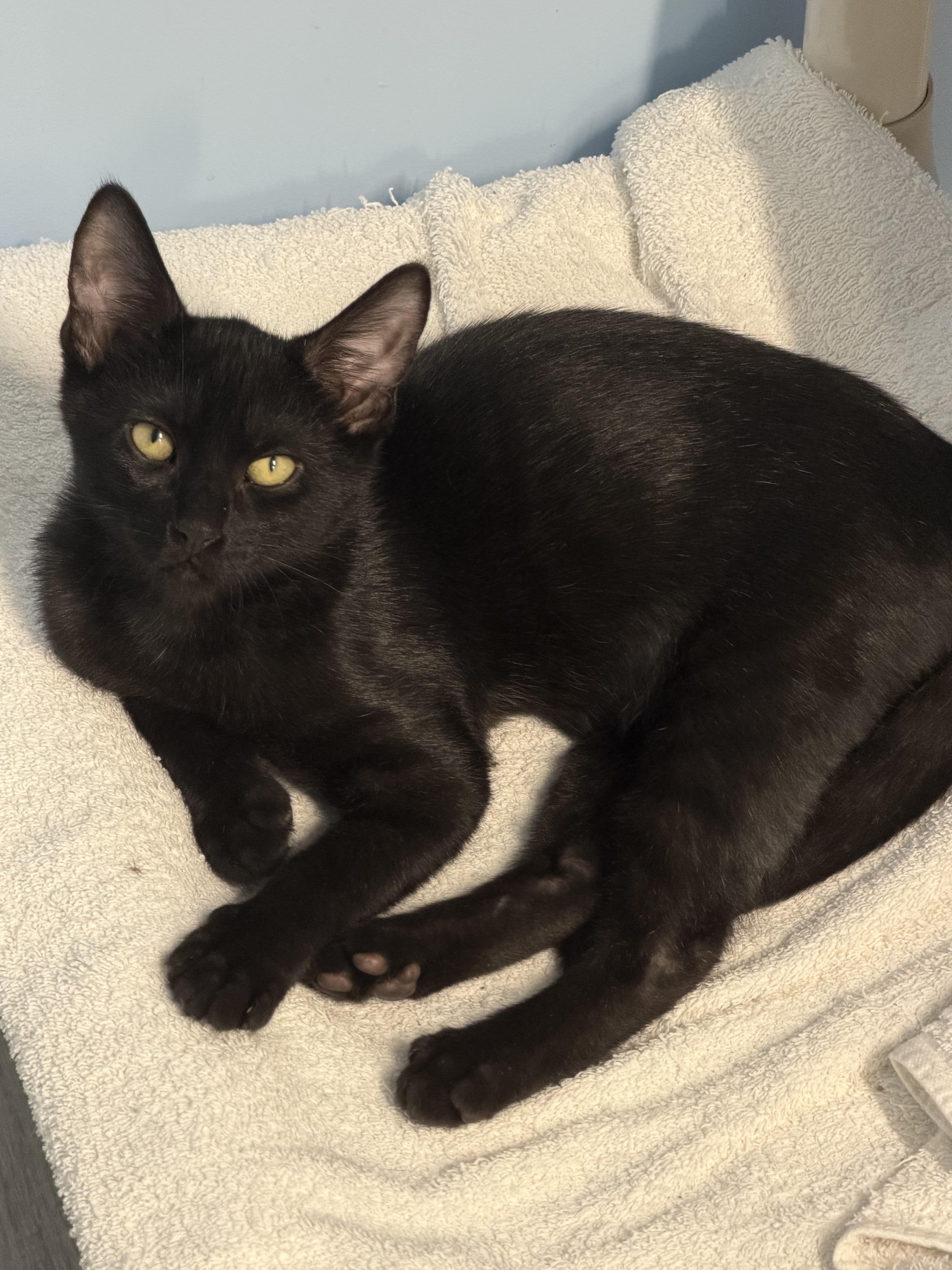Enlarge Valor, a Adoptable Bombay in Mears, MI image 3/4